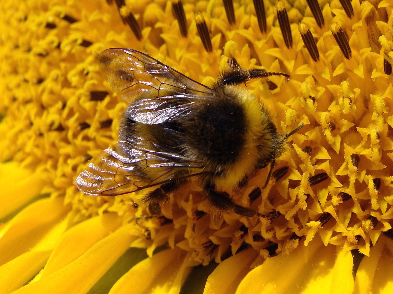 abeja fondo de pantalla,abeja,abeja,insecto,insecto con membrana alada,abejorro