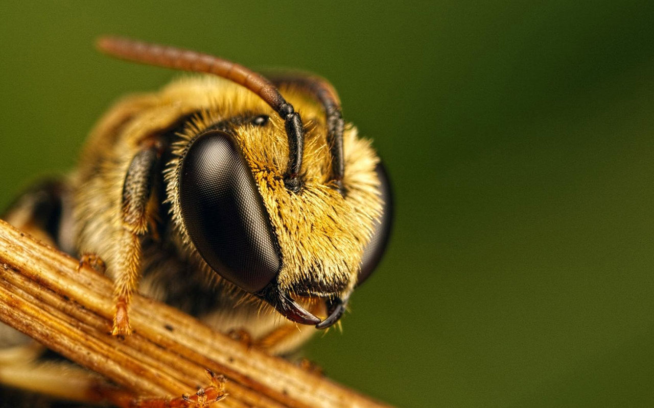 꿀벌 벽지,벌,꿀벌,곤충,막 날개 곤충,호넷
