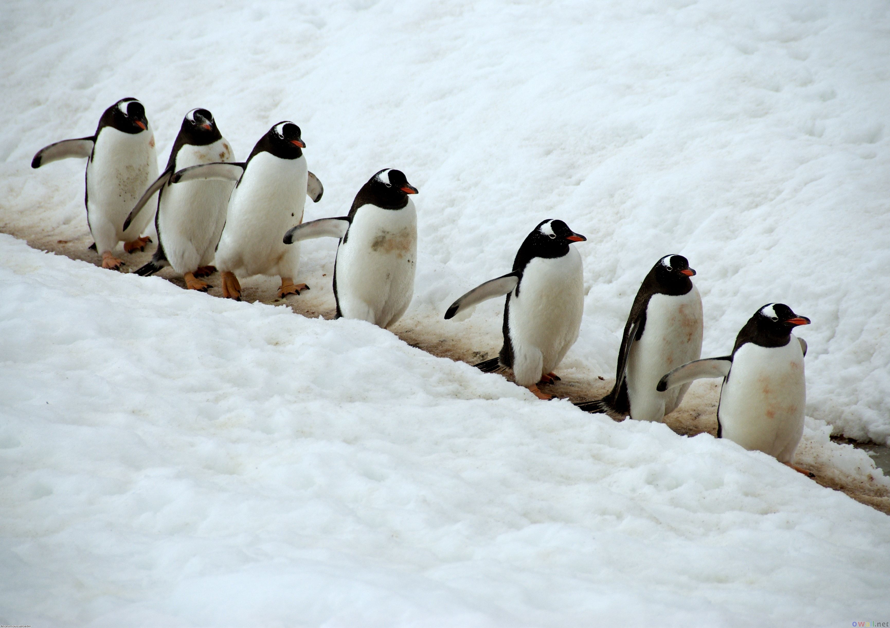 penguin wallpaper,bird,flightless bird,penguin,beak,snow