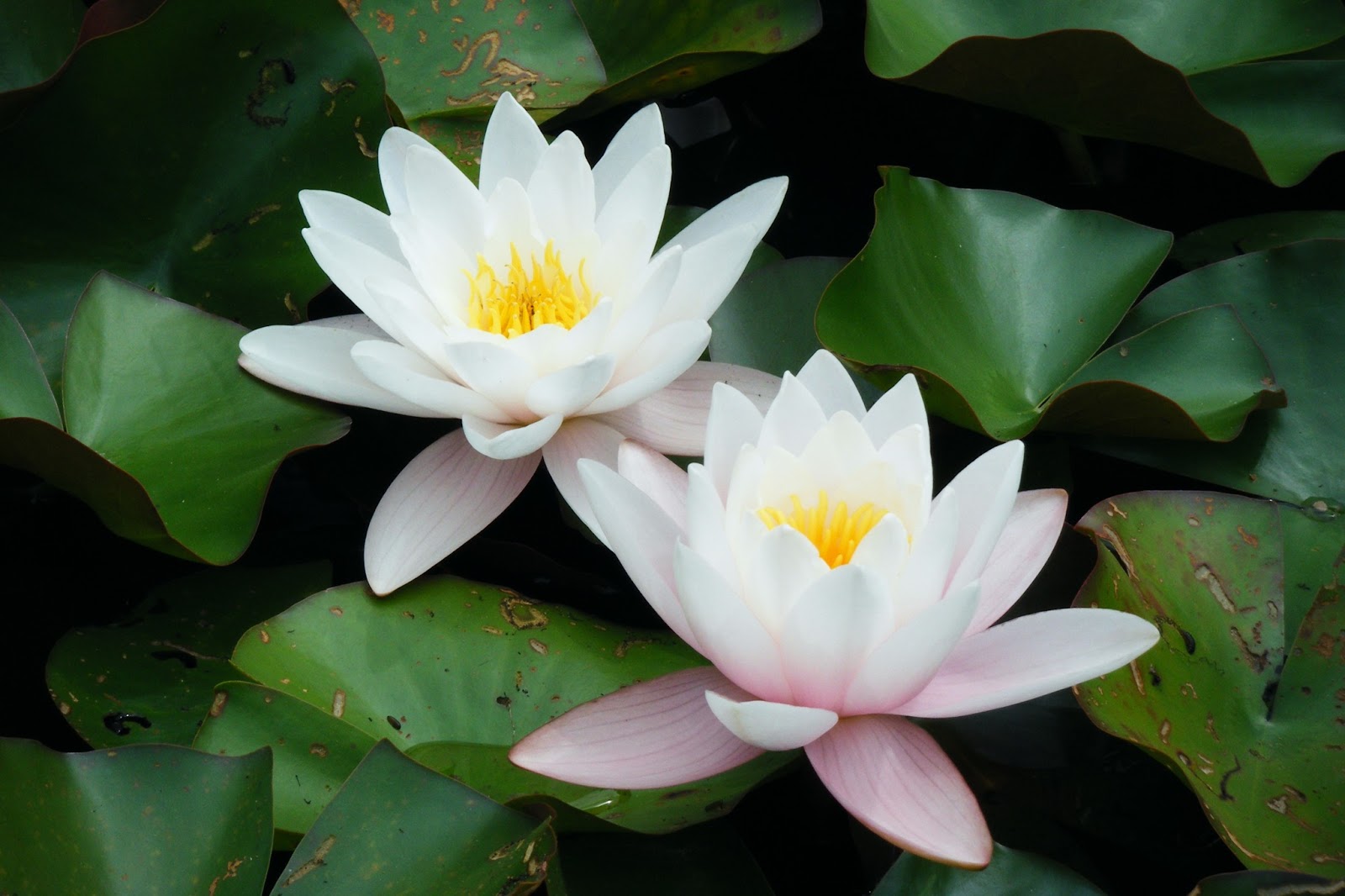 lotus wallpaper,flower,fragrant white water lily,sacred lotus,lotus,aquatic plant
