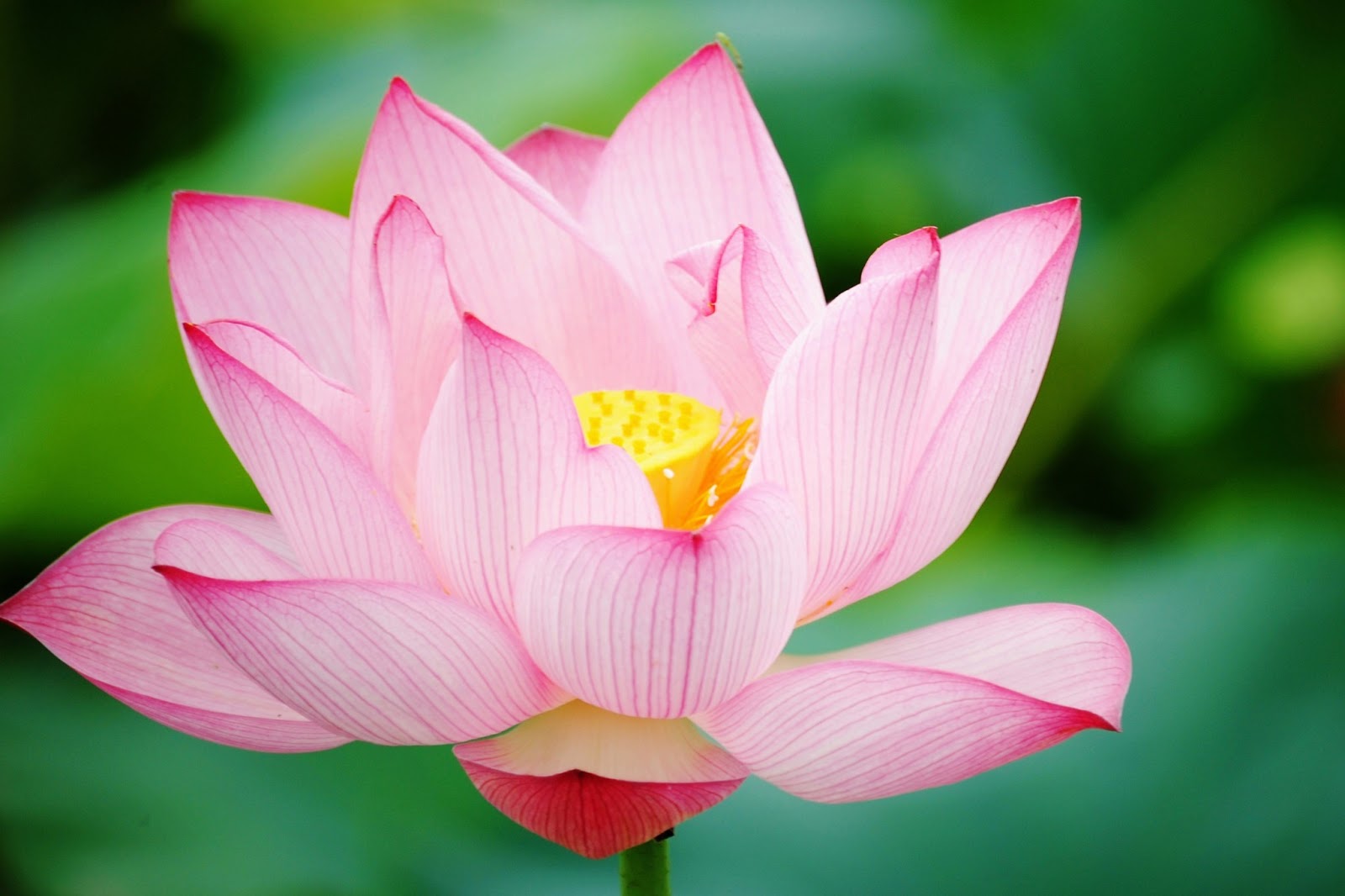 lotus wallpaper,flower,flowering plant,petal,lotus,sacred lotus