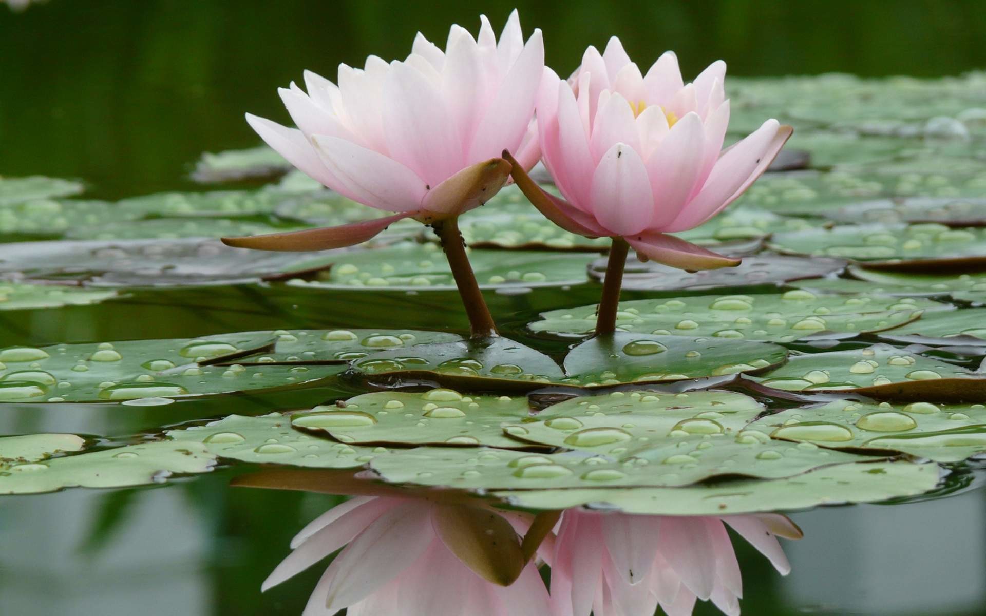 lotus wallpaper,flower,fragrant white water lily,flowering plant,sacred lotus,lotus
