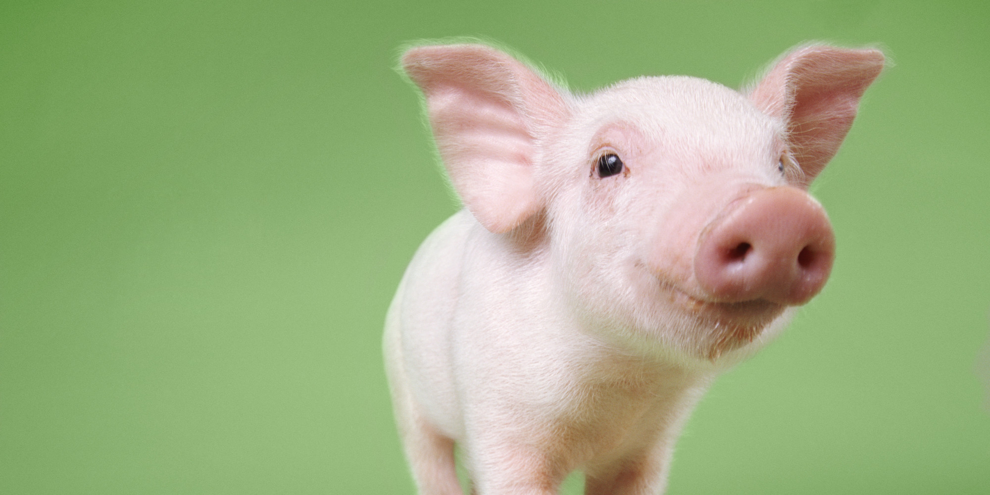 fondo de pantalla de cerdo,cerdo domestico,suidae,hocico,ganado,adular