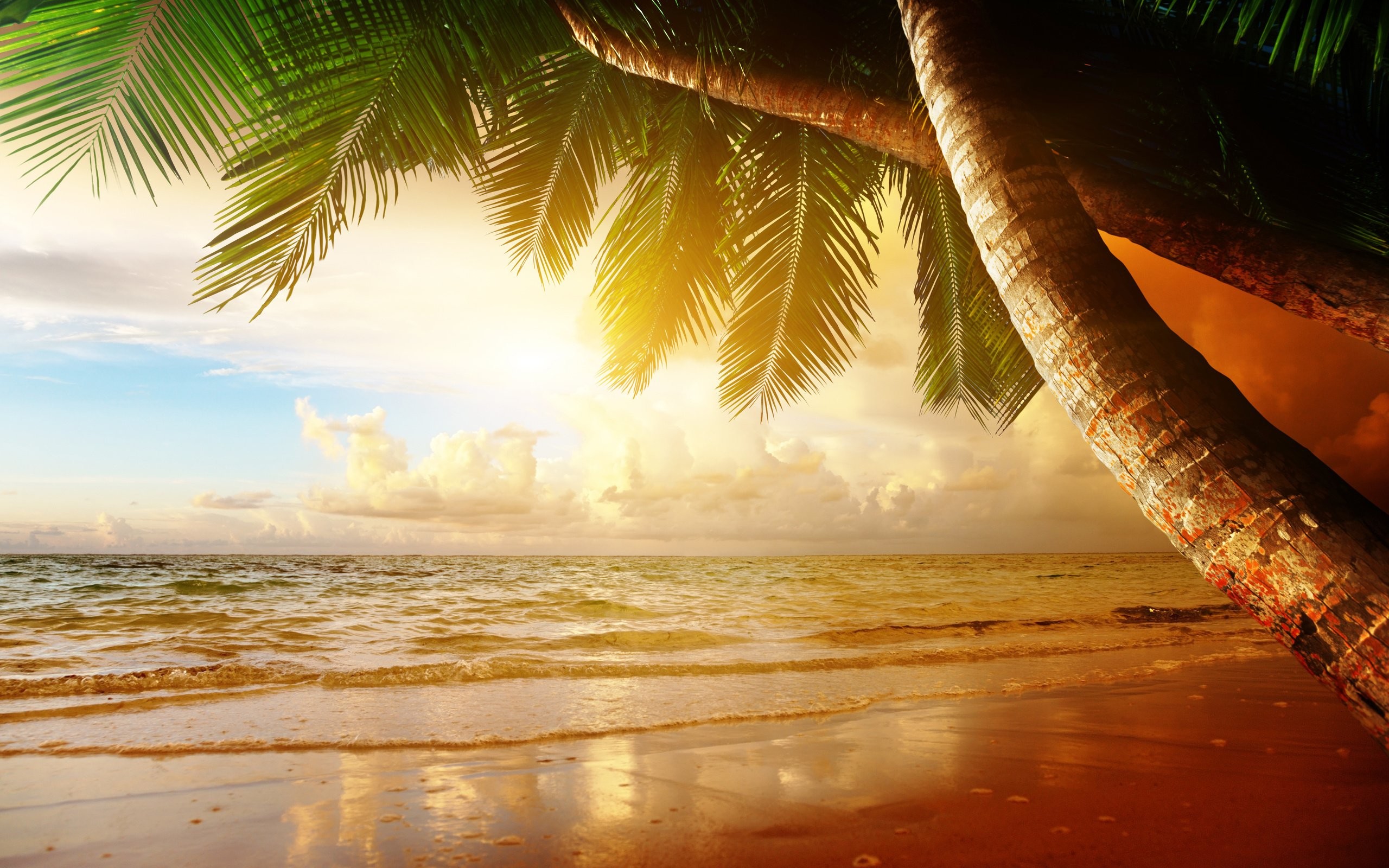 carta da parati paradiso,natura,cielo,albero,palma,caraibico