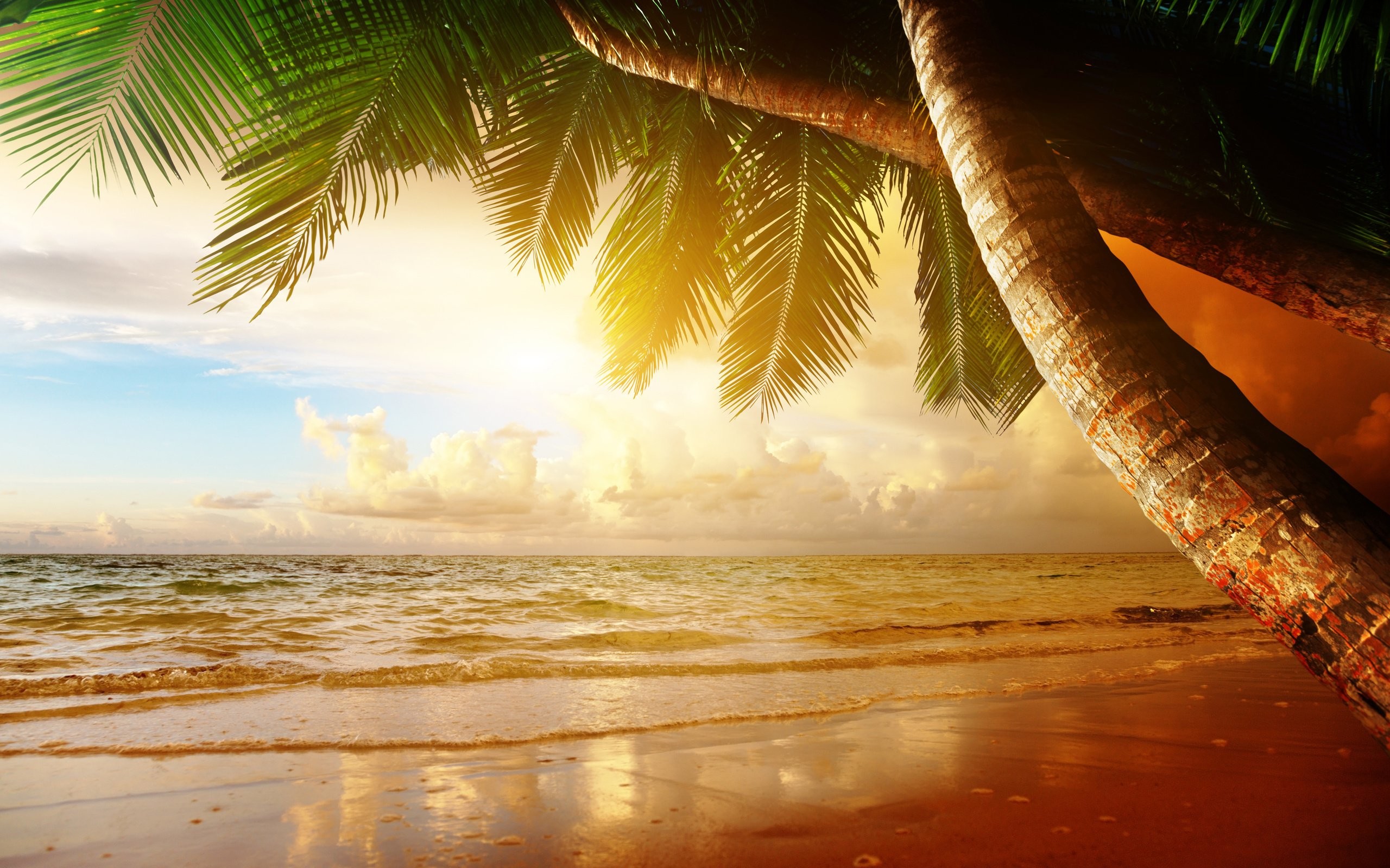 fond d'écran paradisiaque,la nature,ciel,arbre,palmier,caraïbes