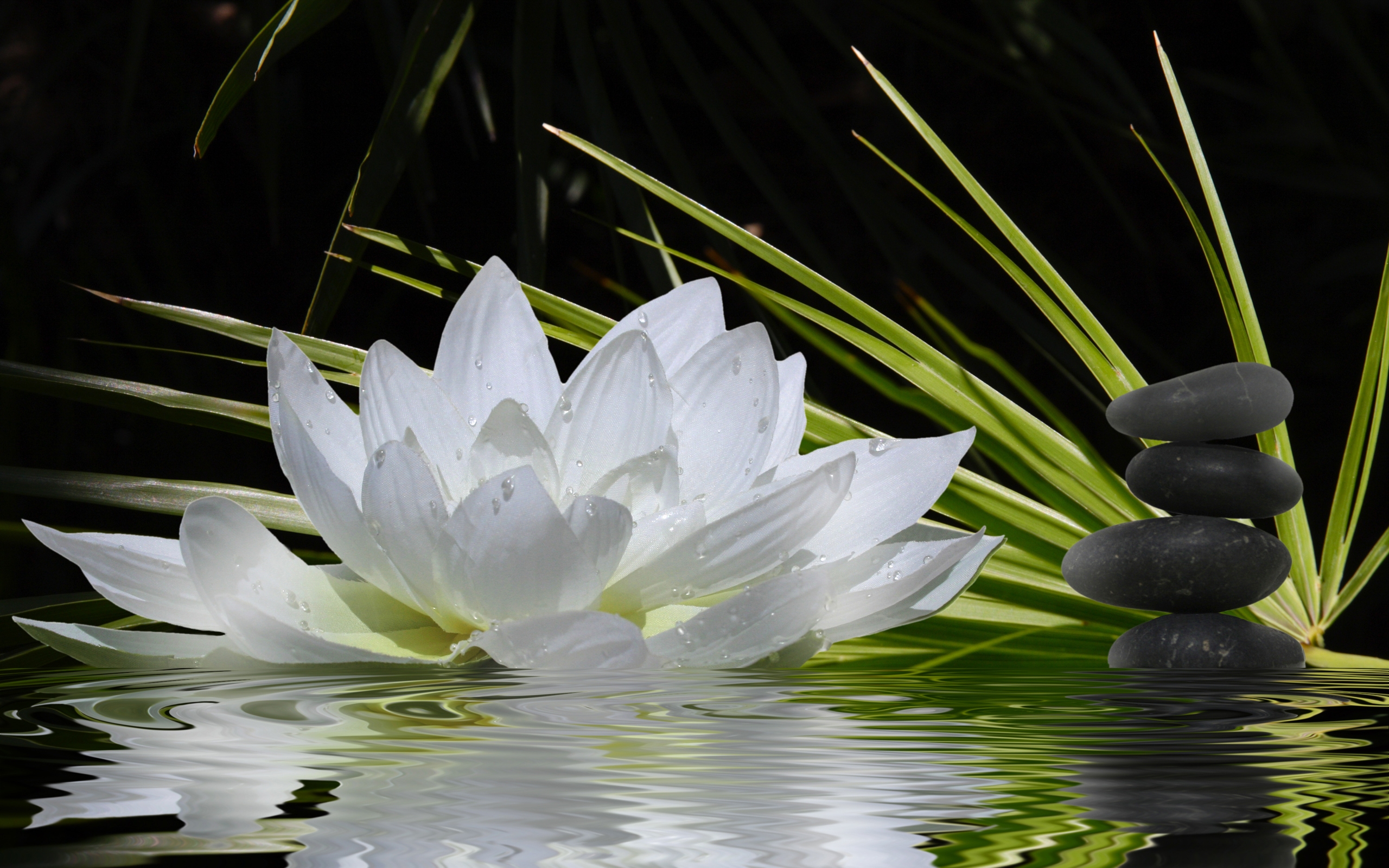 fondo de pantalla zen,lirio de agua blanca fragante,blanco,flor,planta acuática,pétalo