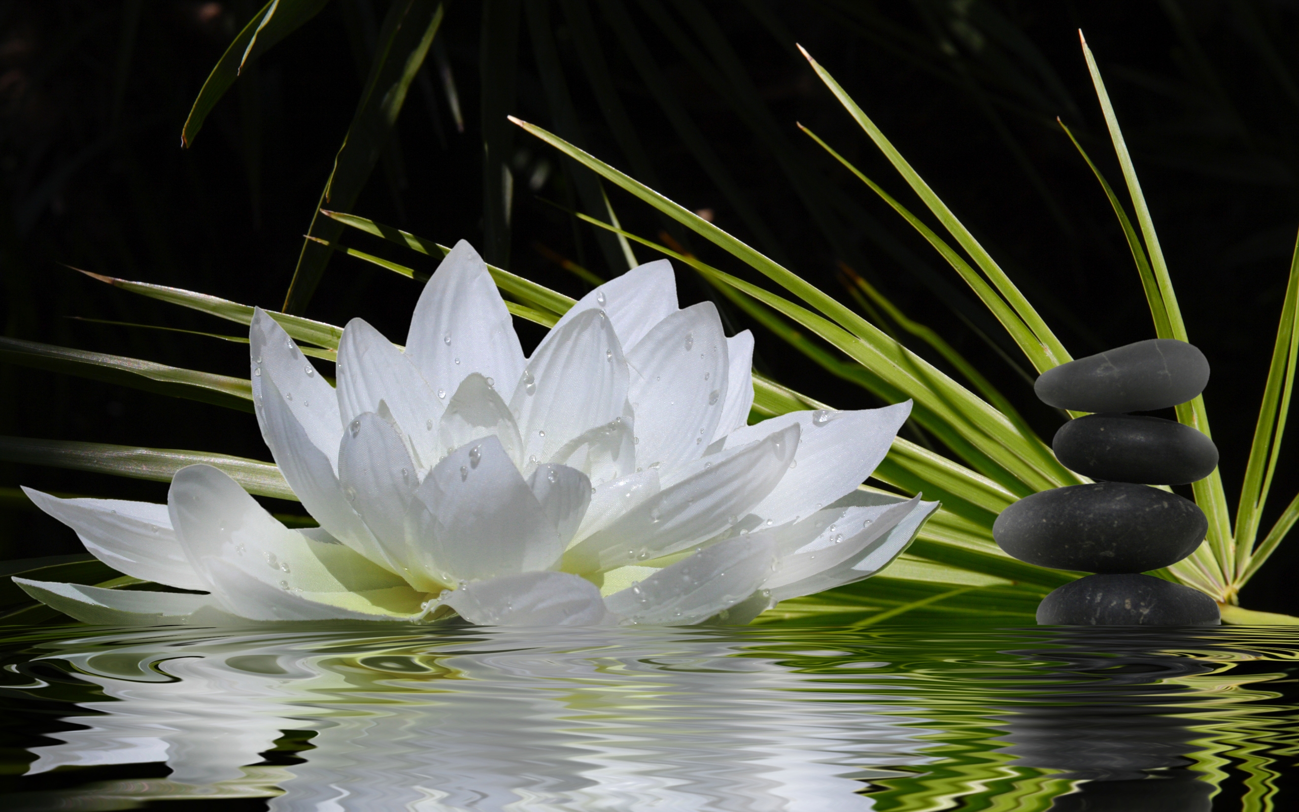 禅の壁紙,香りのよい白い睡蓮,白い,花,水生植物,花弁