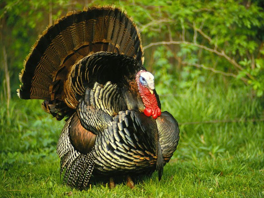 トルコの壁紙,野生の七面鳥,飼いならされた七面鳥,七面鳥,鳥,草