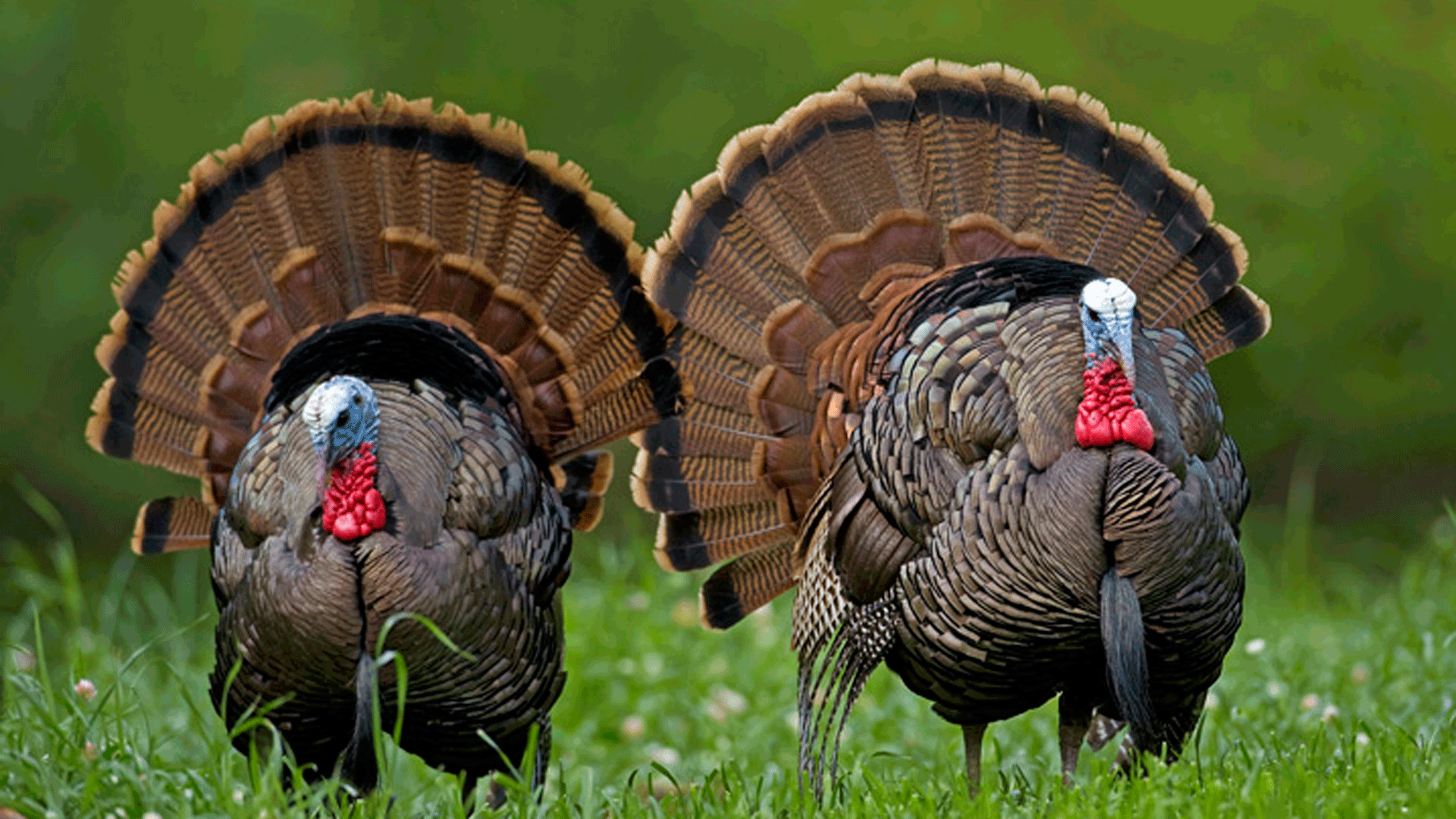 turkey wallpaper,wild turkey,domesticated turkey,turkey,bird,galliformes