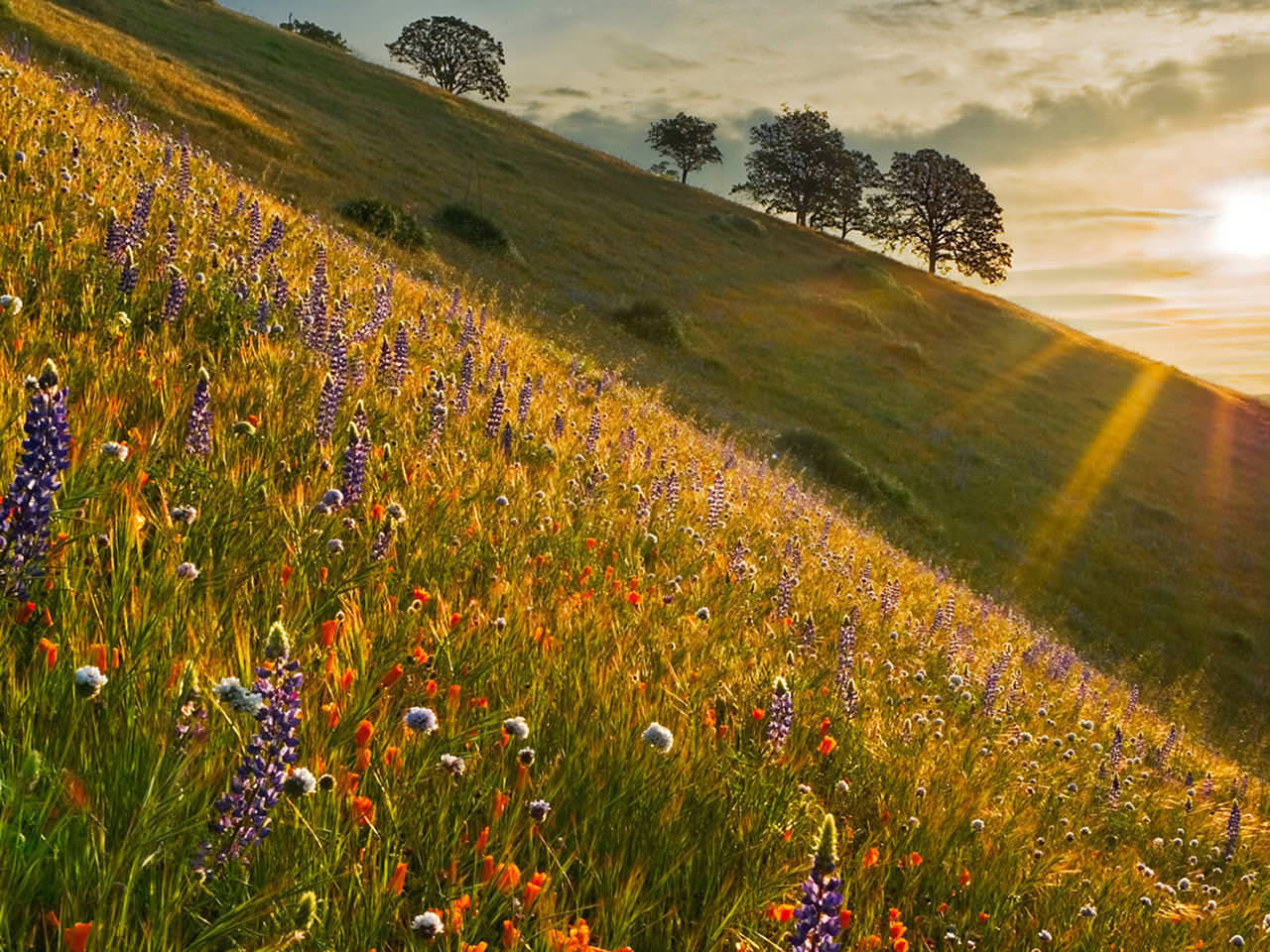 sunshine wallpaper,meadow,nature,natural landscape,grassland,wildflower