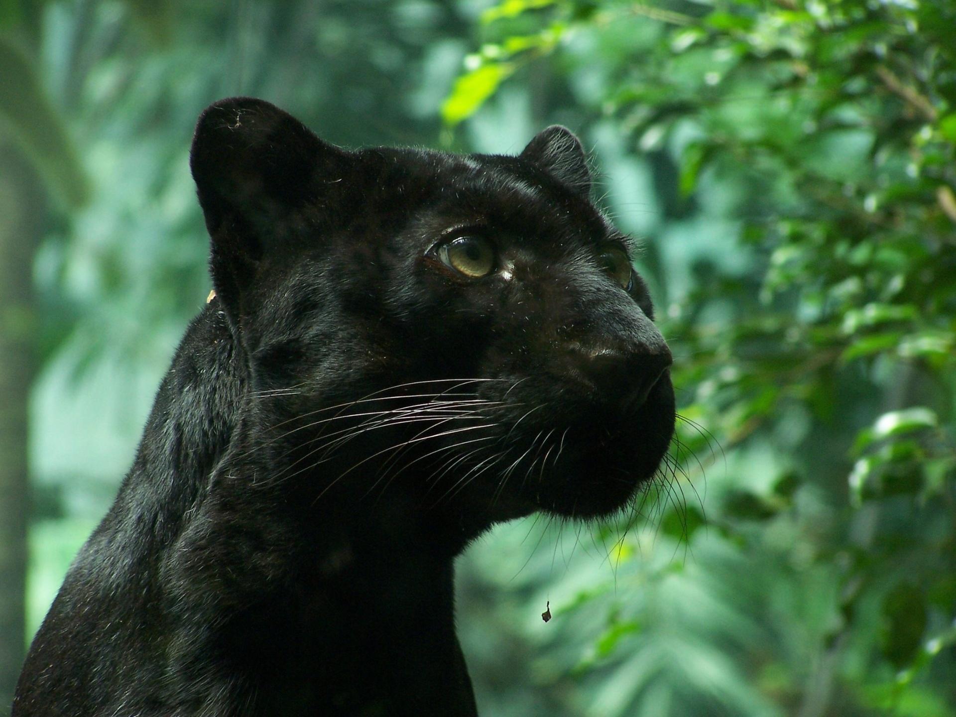 panther tapete,landtier,felidae,jaguar,tierwelt,große katzen