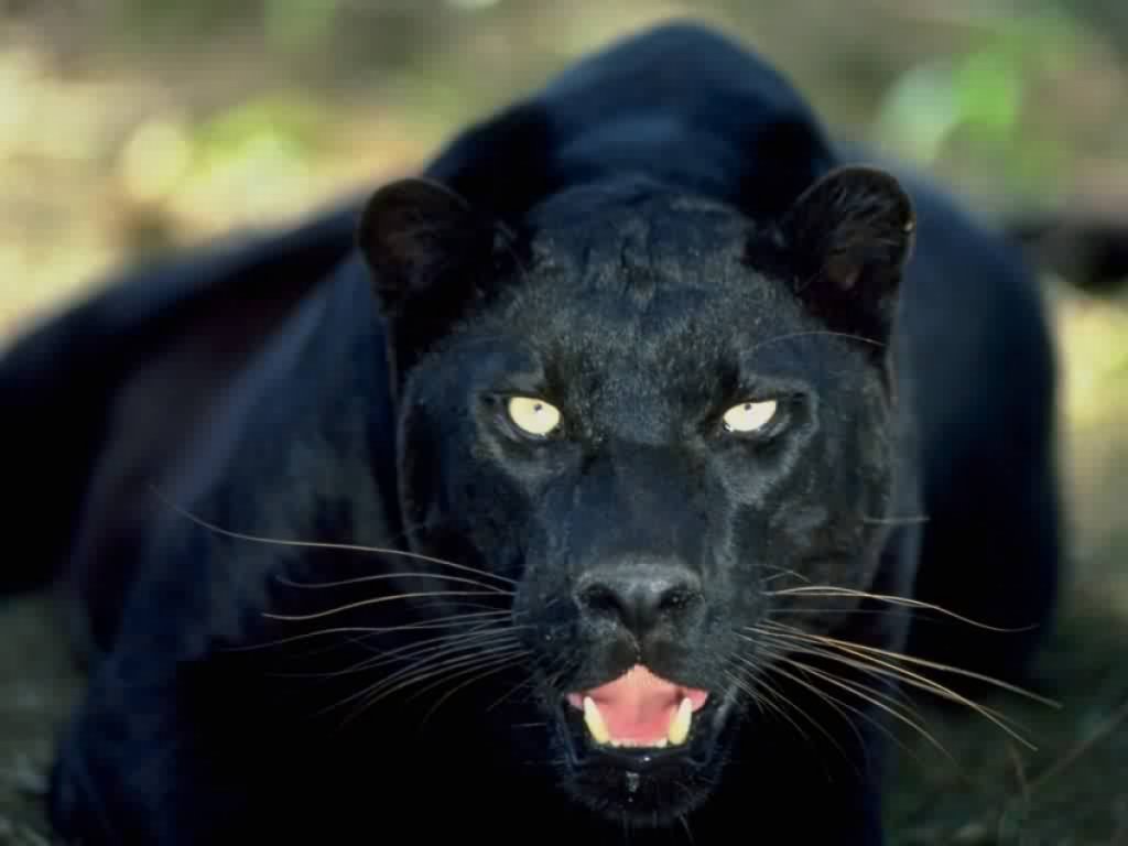 panther wallpaper,mammal,vertebrate,terrestrial animal,felidae,jaguar