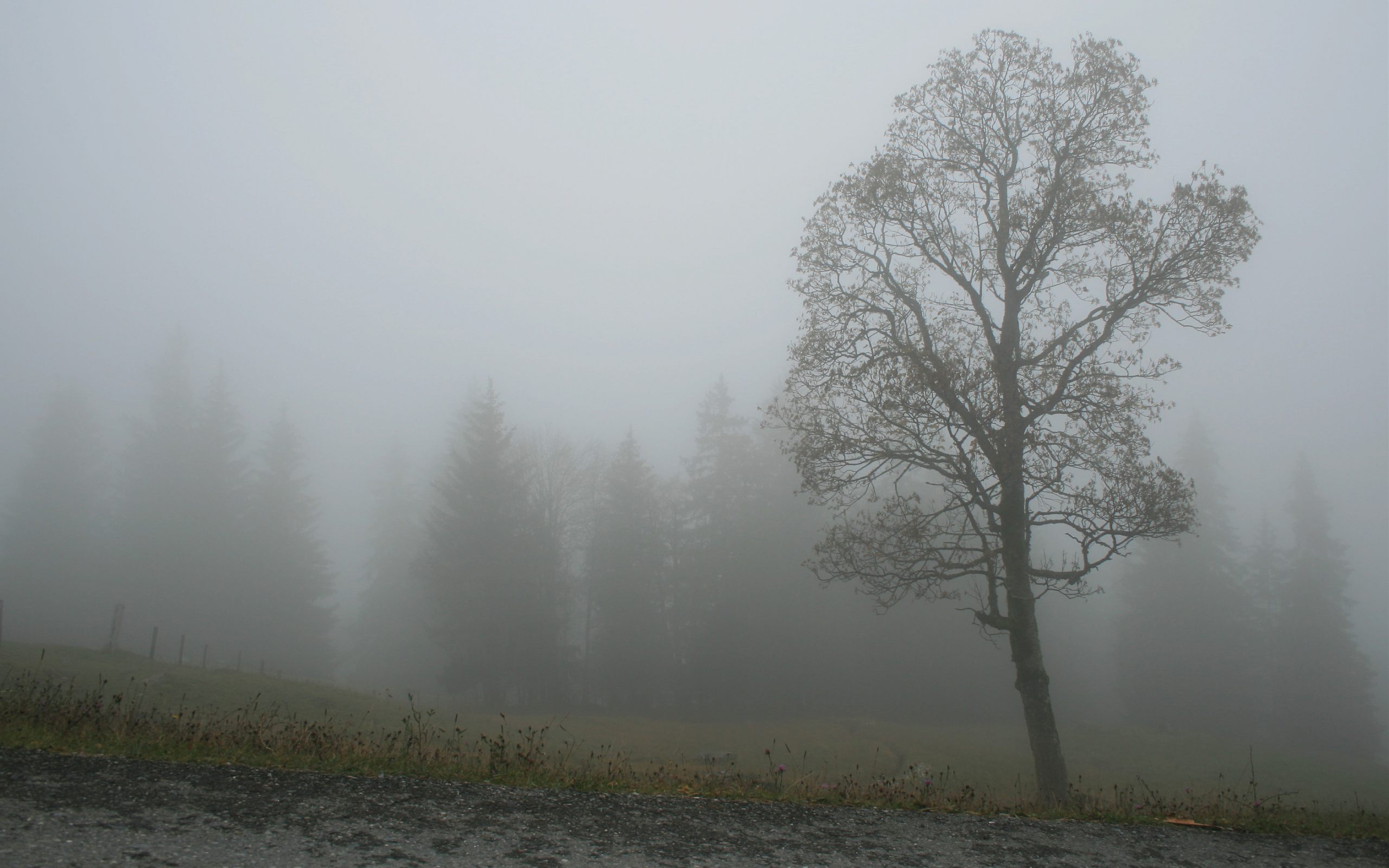 霧の壁紙,靄,霧,もや,木,自然の風景