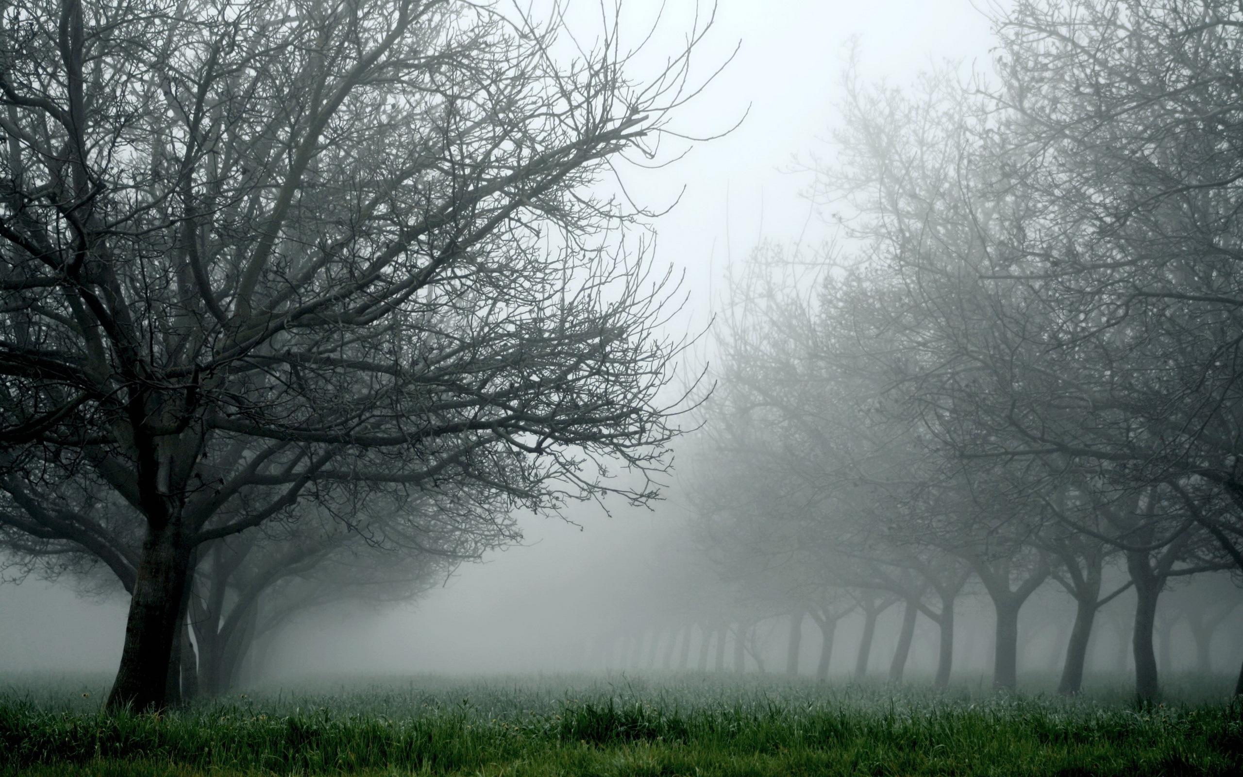 fog wallpaper,mist,fog,natural landscape,atmospheric phenomenon,nature