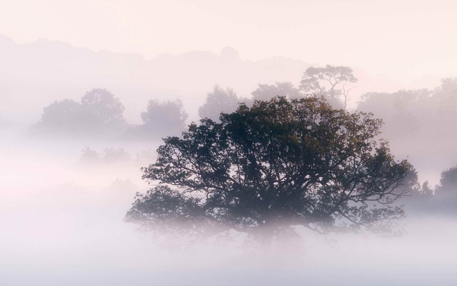 nebeltapete,nebel,himmel,nebel,natur,baum