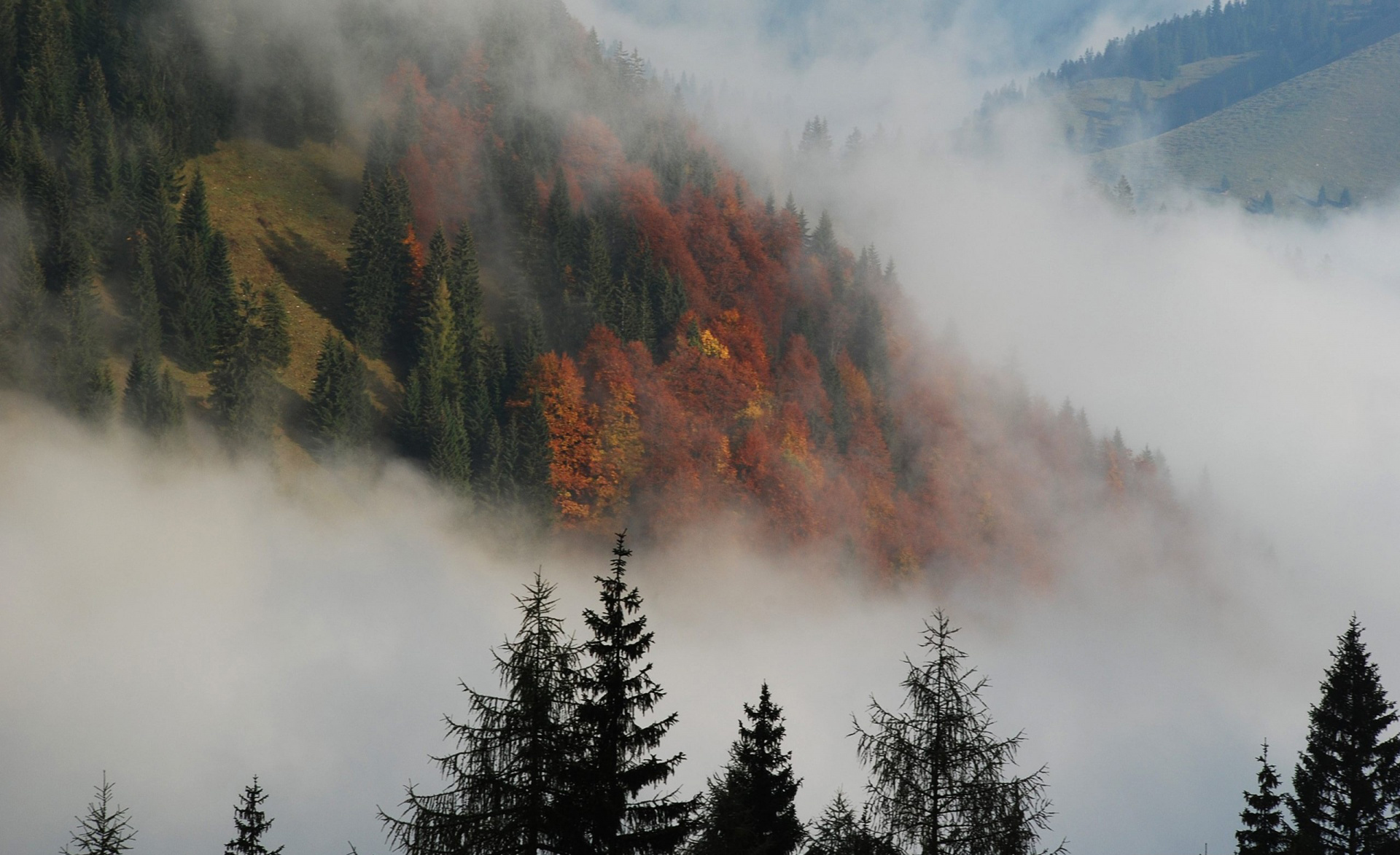 霧の壁紙,靄,木,霧,森林,空