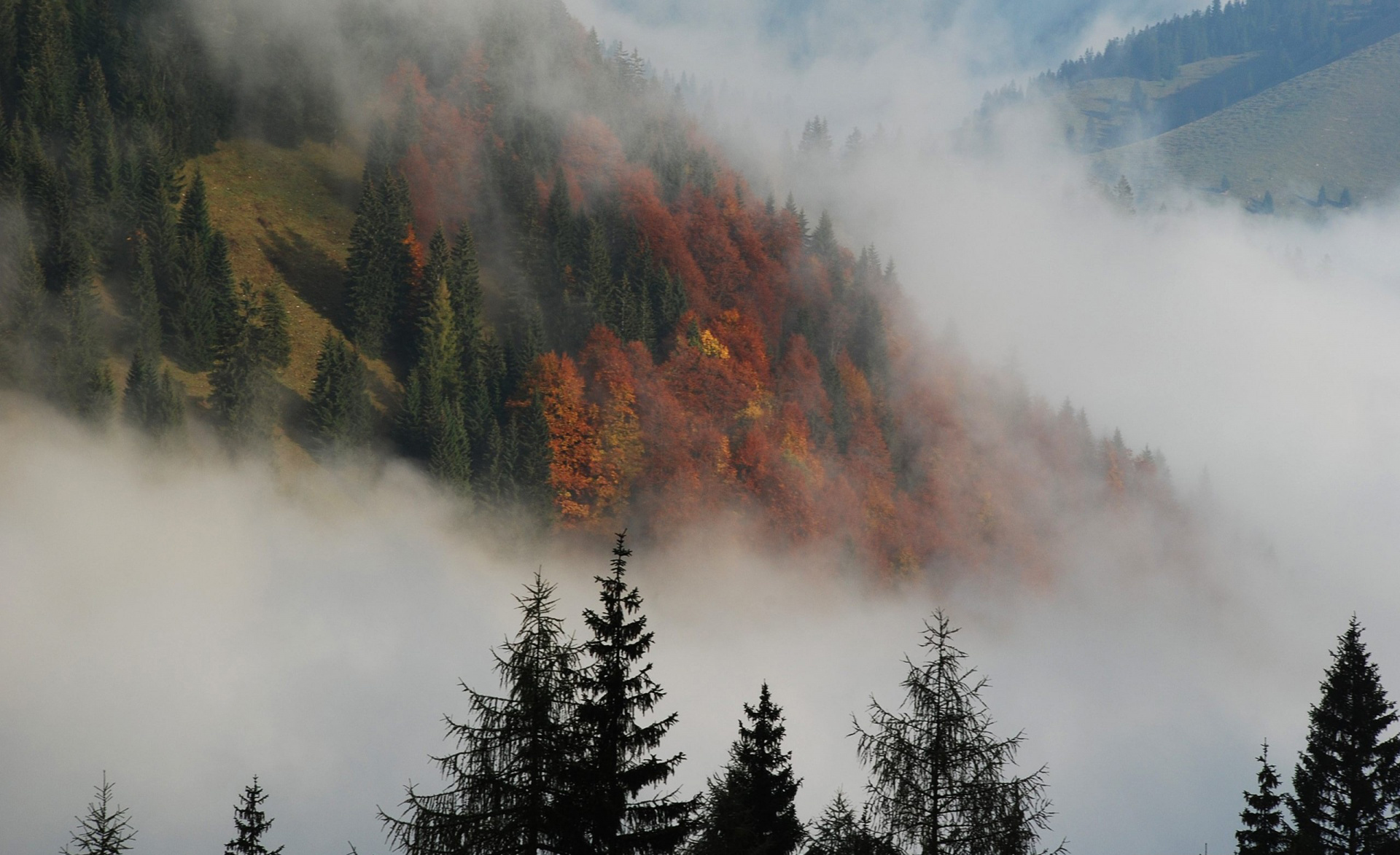 nebeltapete,nebel,baum,nebel,wald,himmel