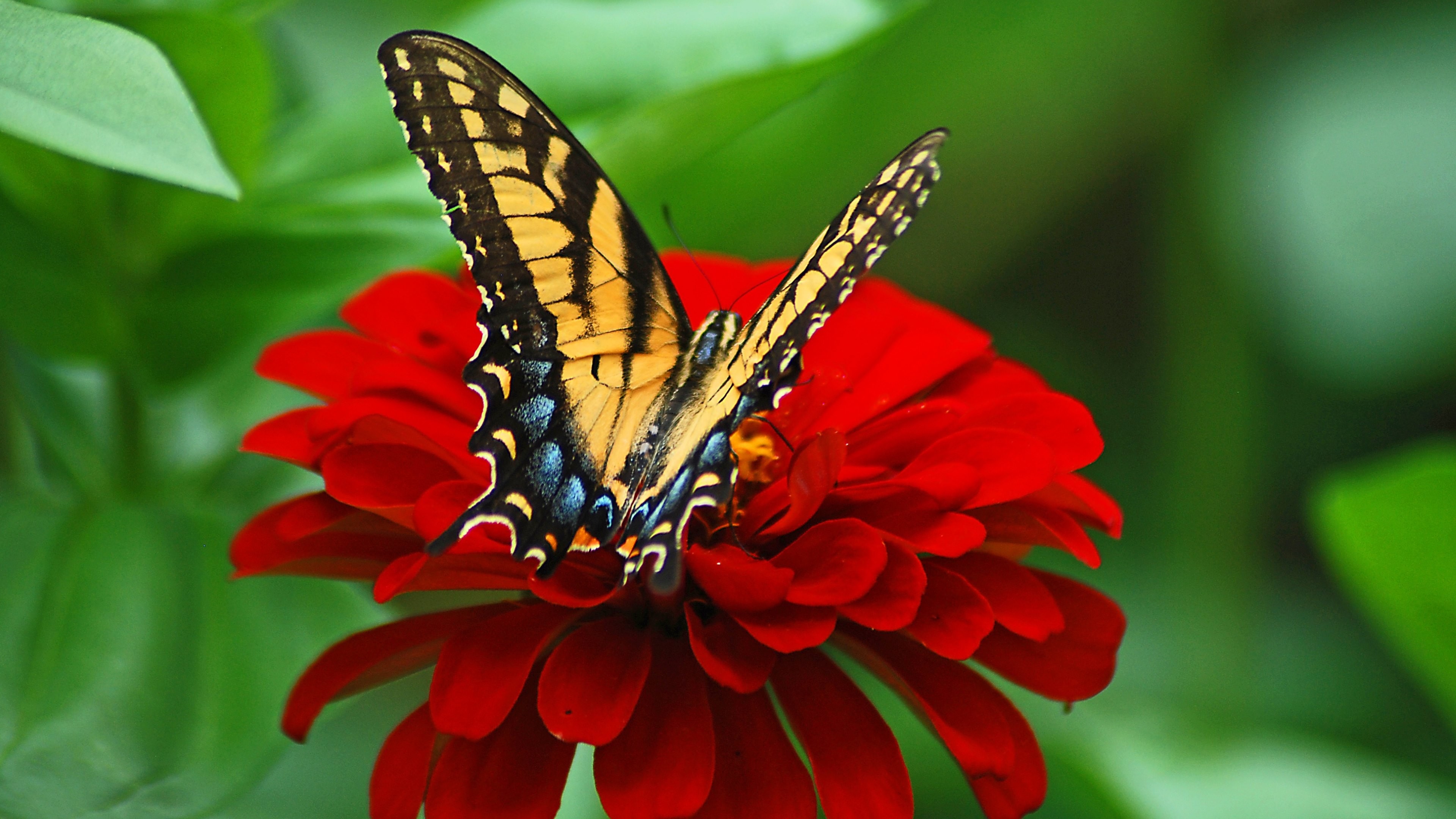 download di sfondi farfalla,falene e farfalle,la farfalla,cynthia subgenus,coda di rondine nera,insetto