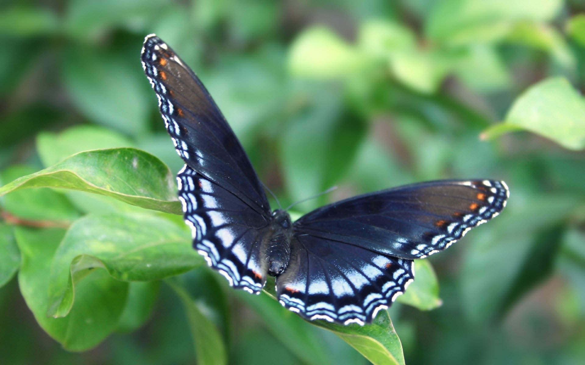 butterfly wallpaper download,moths and butterflies,butterfly,insect,black swallowtail,palamedes swallowtail