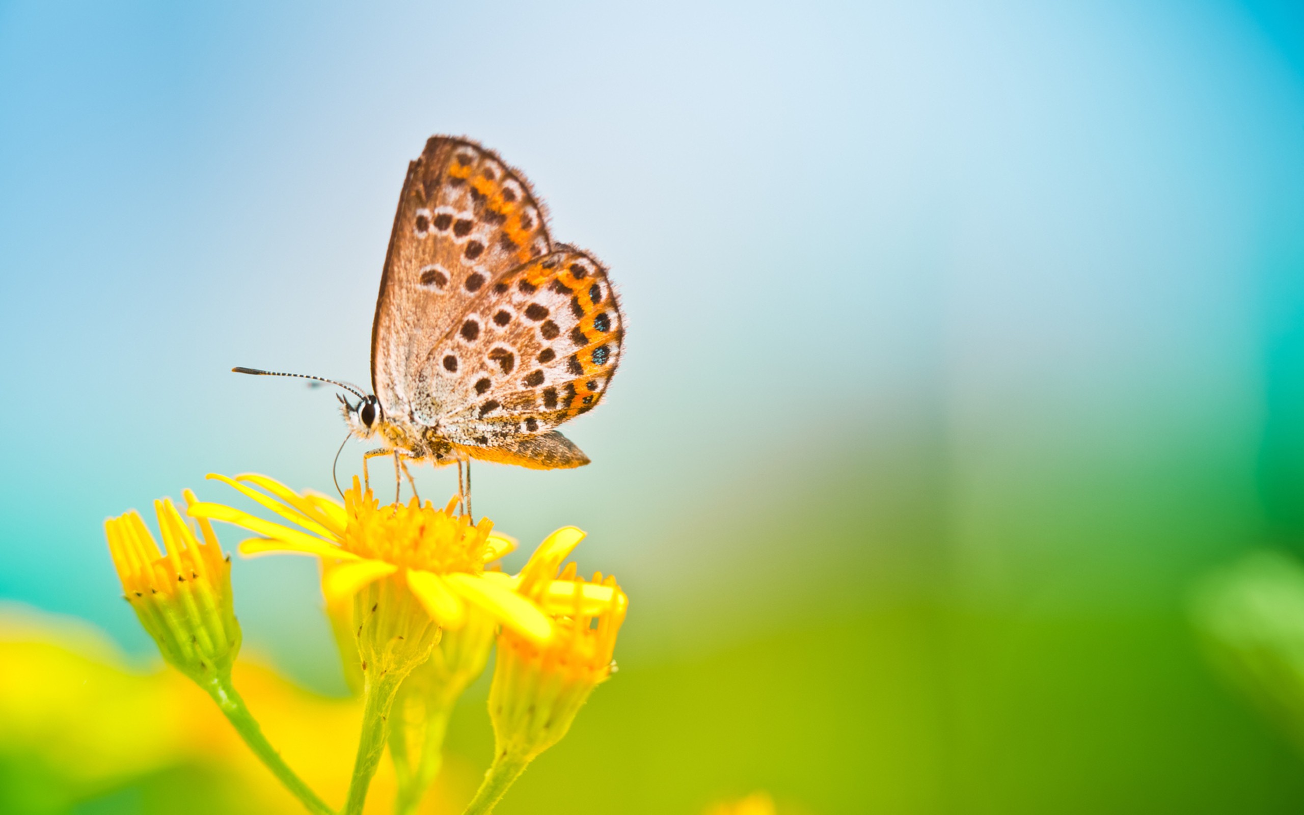 download di sfondi farfalla,falene e farfalle,la farfalla,insetto,lycaenid,invertebrato