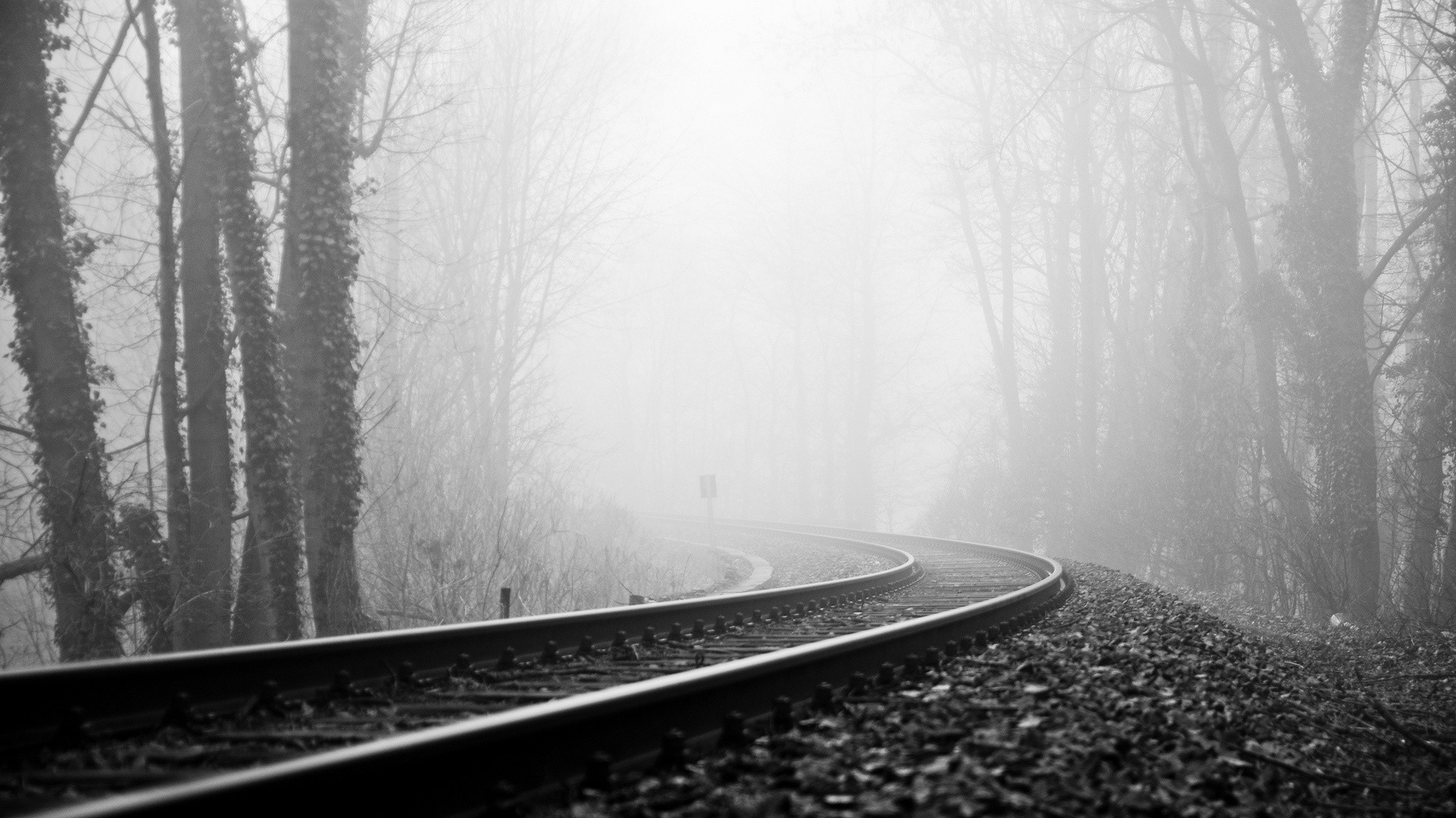 sfondi hd tristi 1080p,nebbia,albero,paesaggio naturale,nebbia,cielo