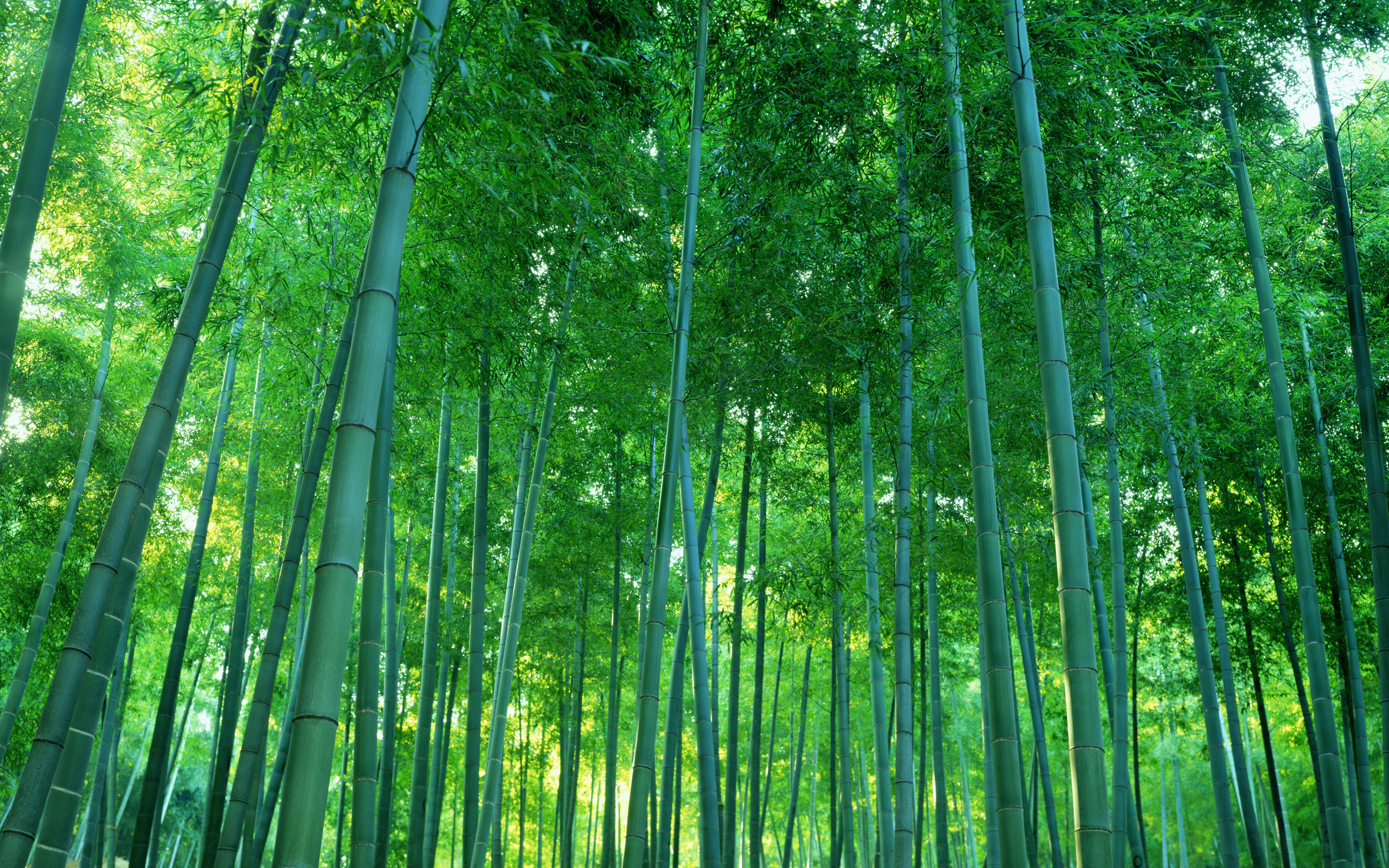 竹の壁紙,竹,緑,自然,森林,木