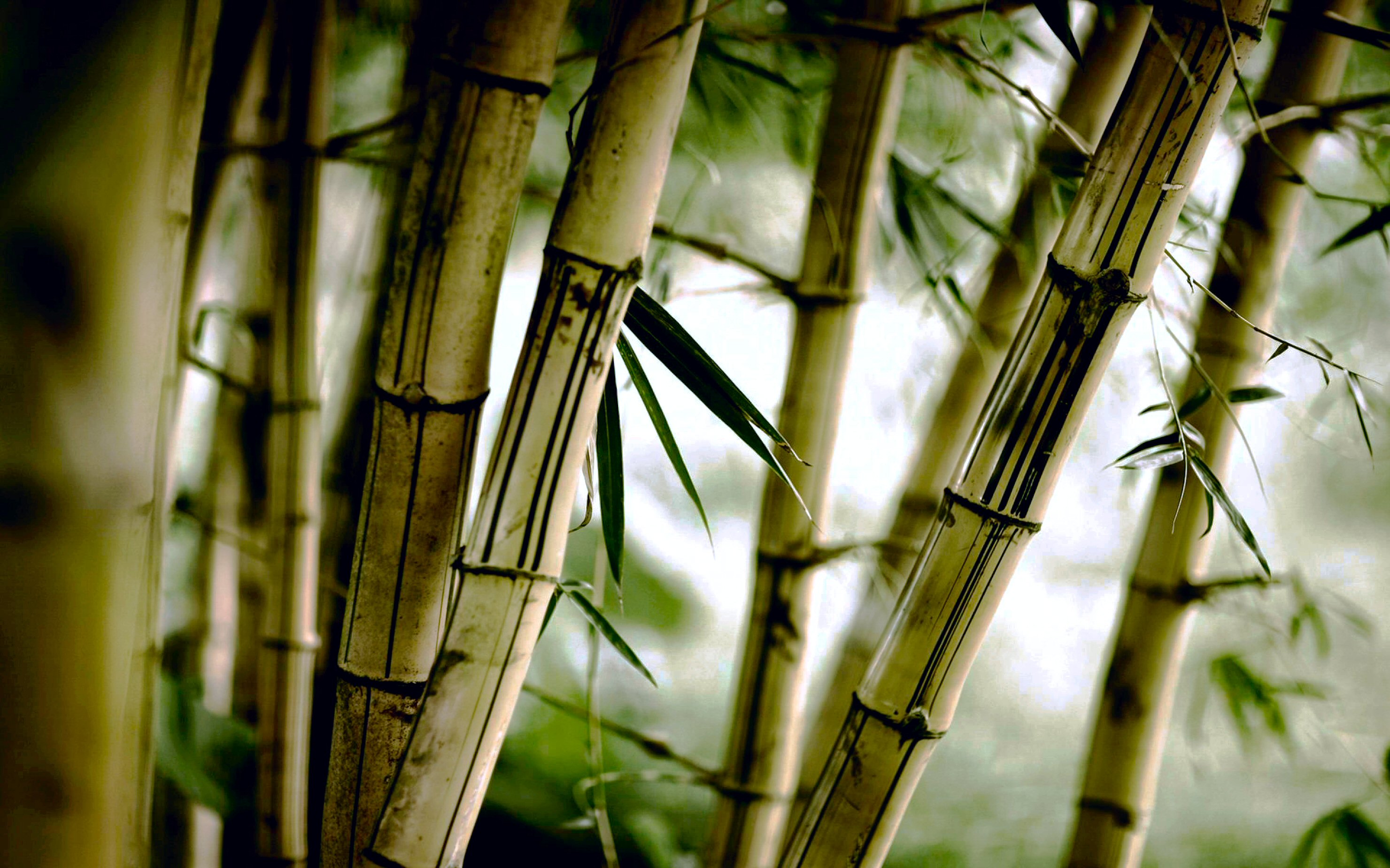 papier peint en bambou,bambou,vert,tige de plante,plante,famille d'herbe