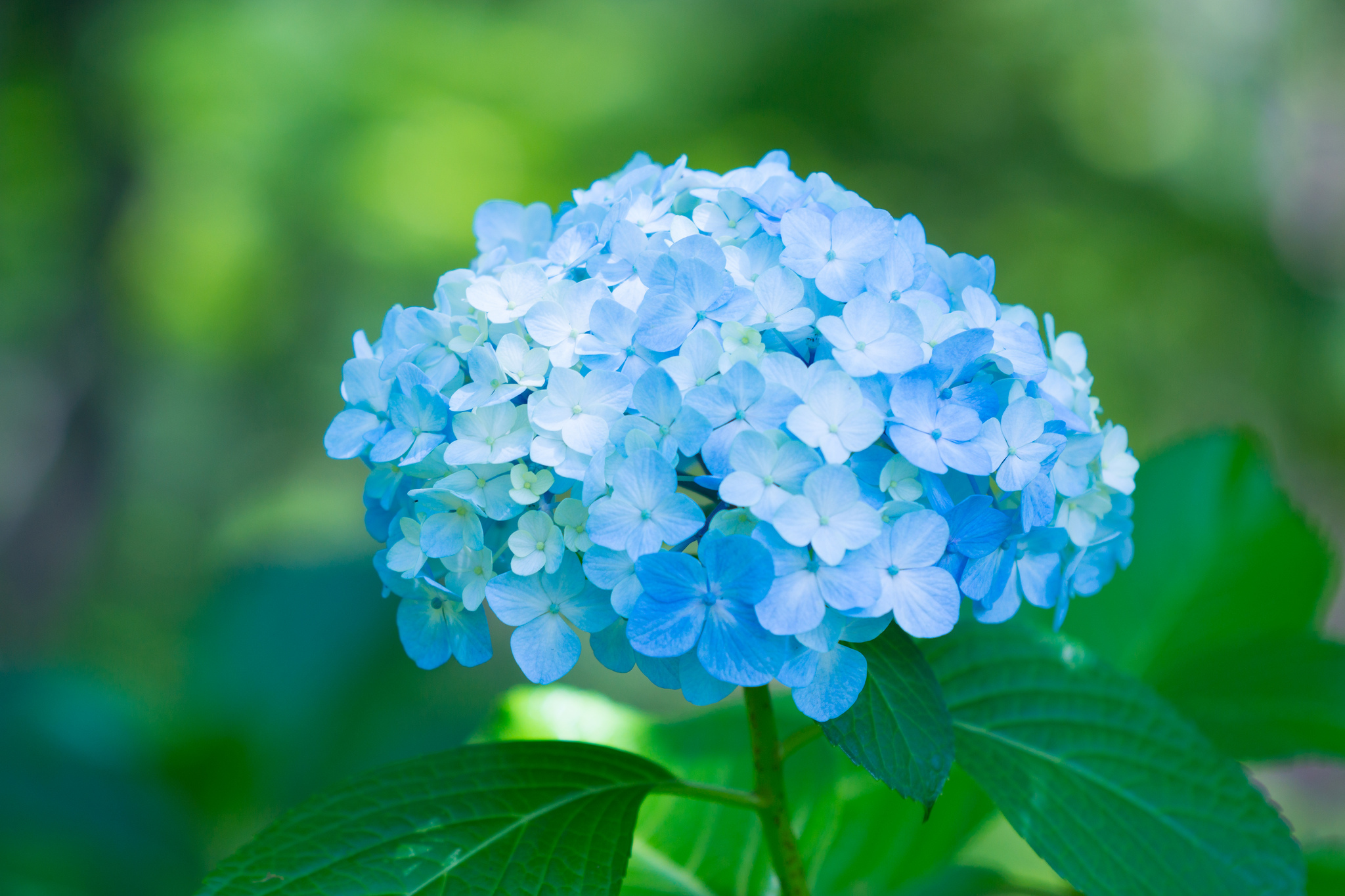 fondo de pantalla de hortensia,flor,planta floreciendo,azul,hortensia,hydrangeaceae
