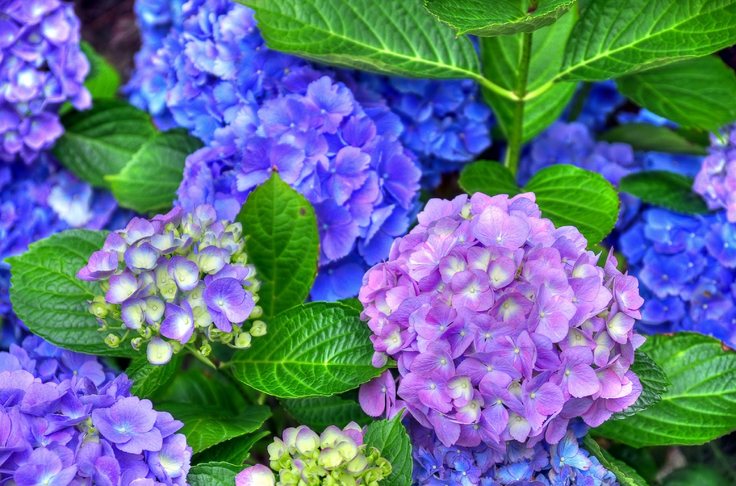 fondo de pantalla de hortensia,flor,planta floreciendo,planta,azul,hydrangeaceae