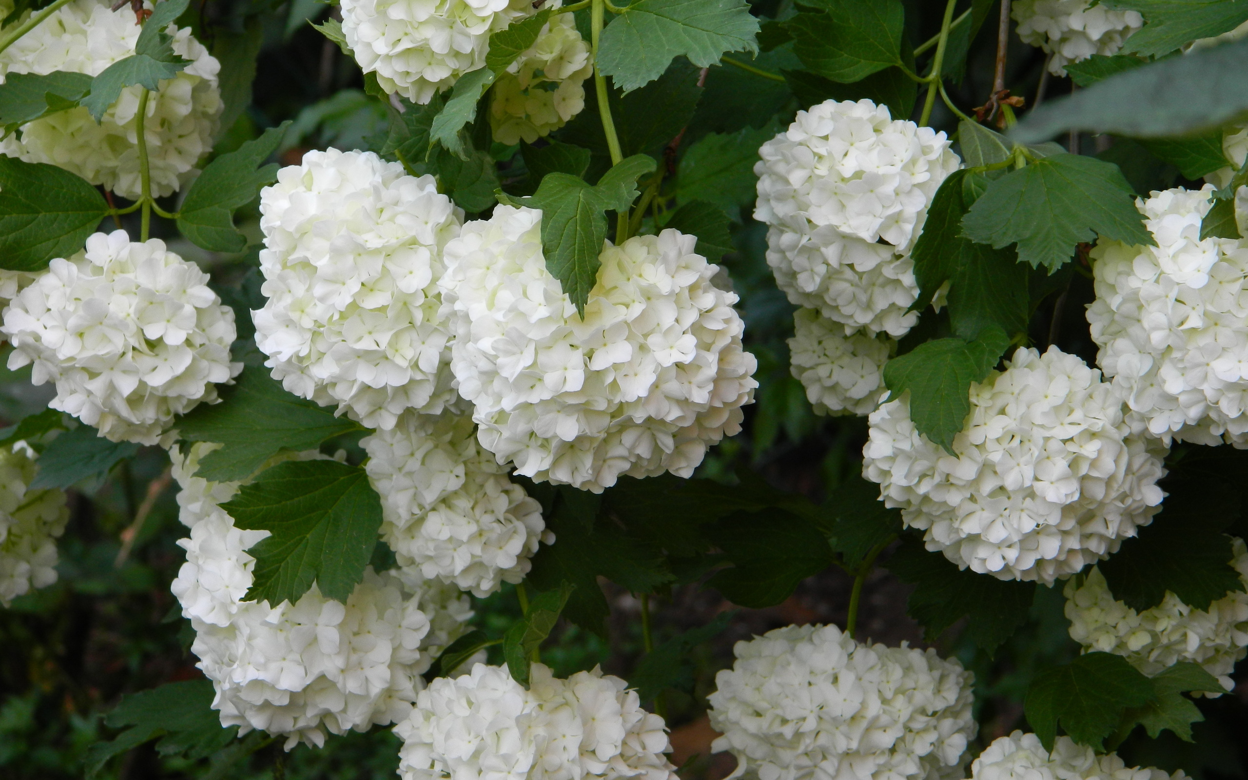 papier peint hortensia,fleur,plante à fleurs,plante,hortensias,hortensia