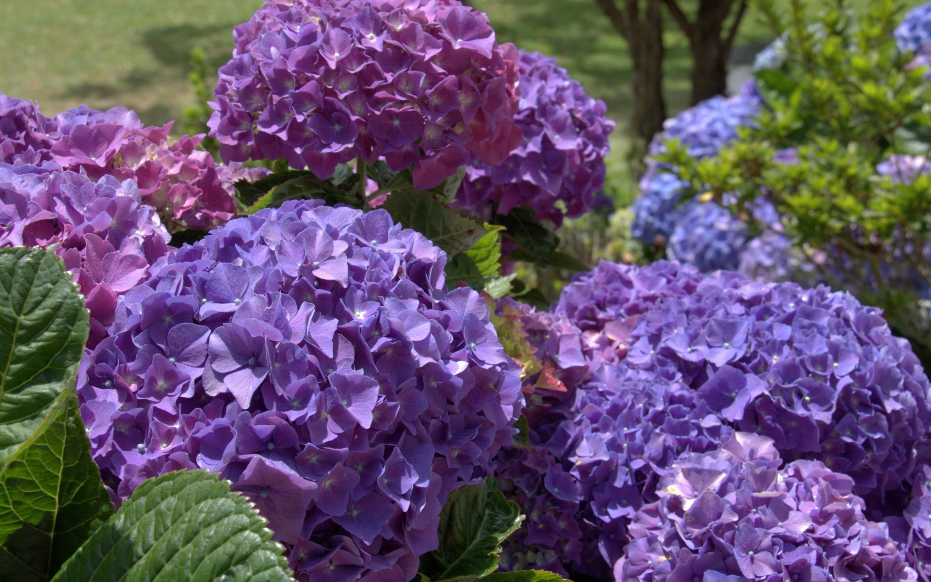 fondo de pantalla de hortensia,flor,planta floreciendo,púrpura,planta,hydrangeaceae