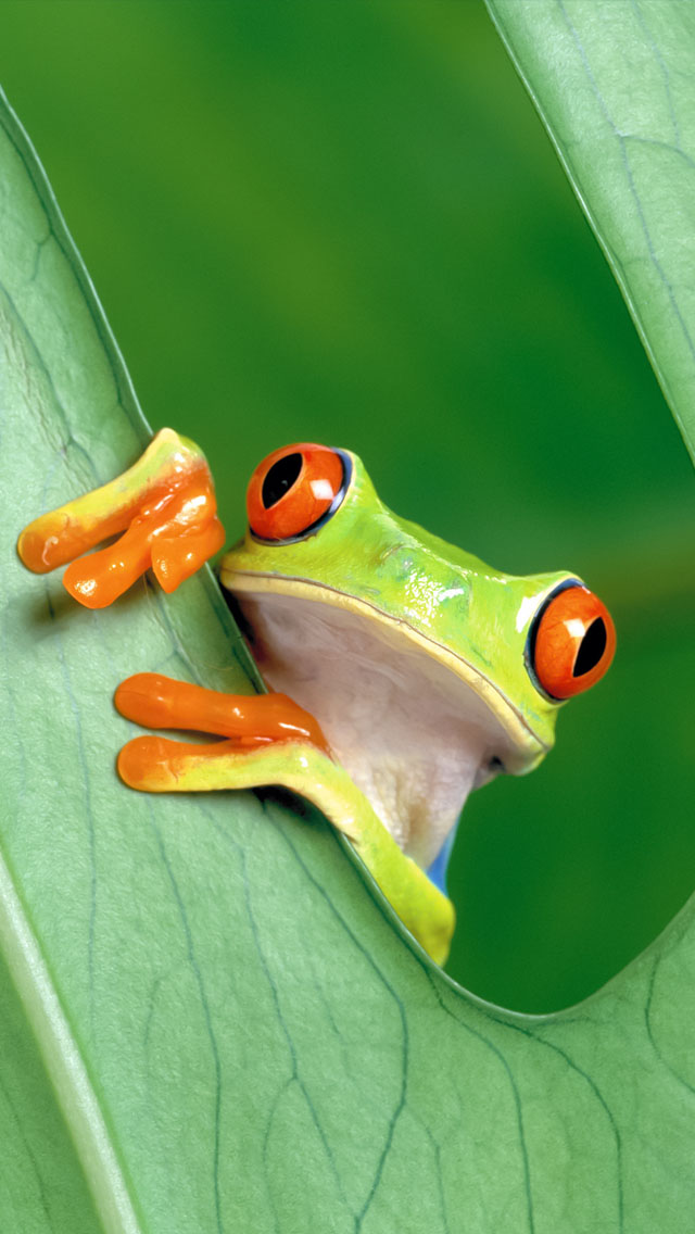 frog wallpaper,tree frog,frog,agalychnis,red eyed tree frog,tree frog