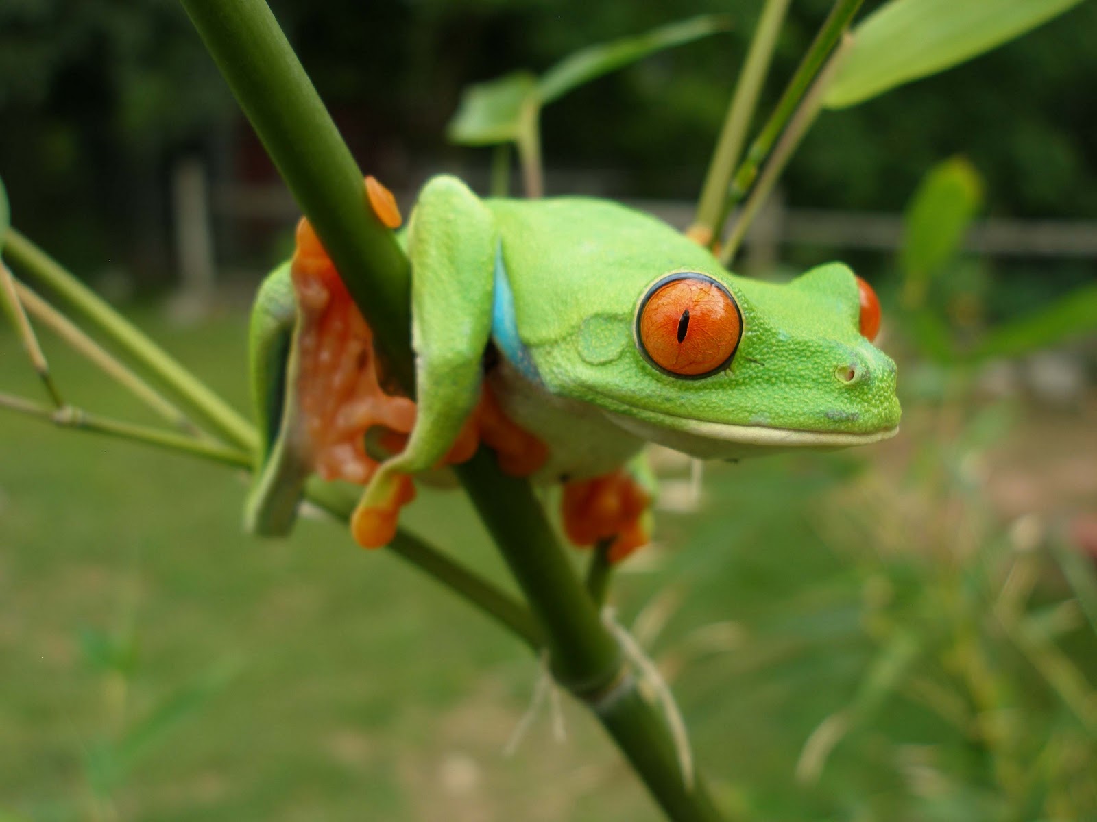 frog wallpaper,agalychnis,tree frog,frog,red eyed tree frog,amphibian