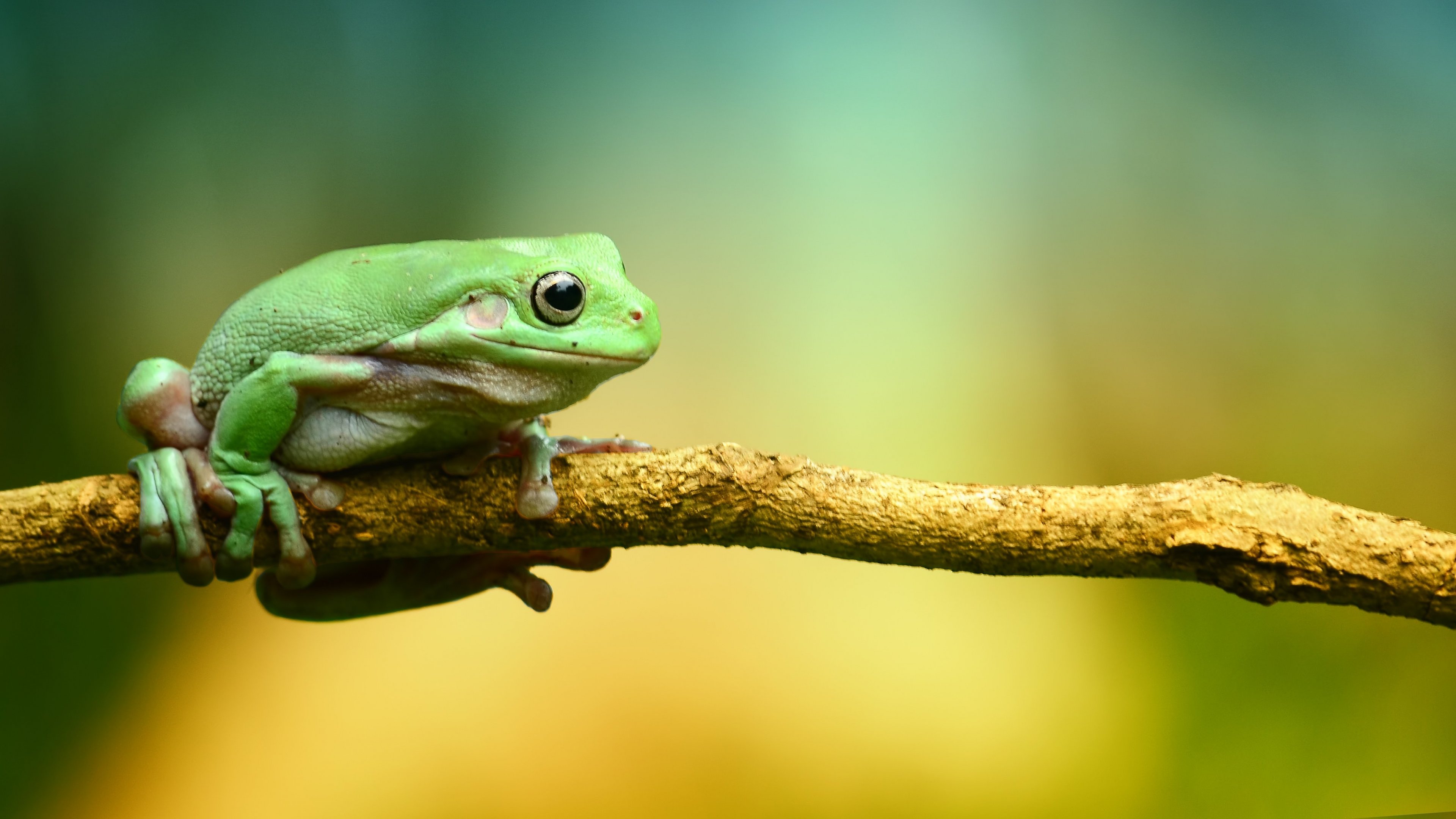 carta da parati rana,rana,raganella,raganella,verde,raganella grigia