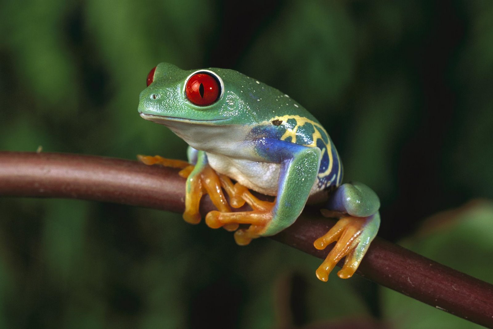 frog wallpaper,frog,amphibian,tree frog,agalychnis,red eyed tree frog