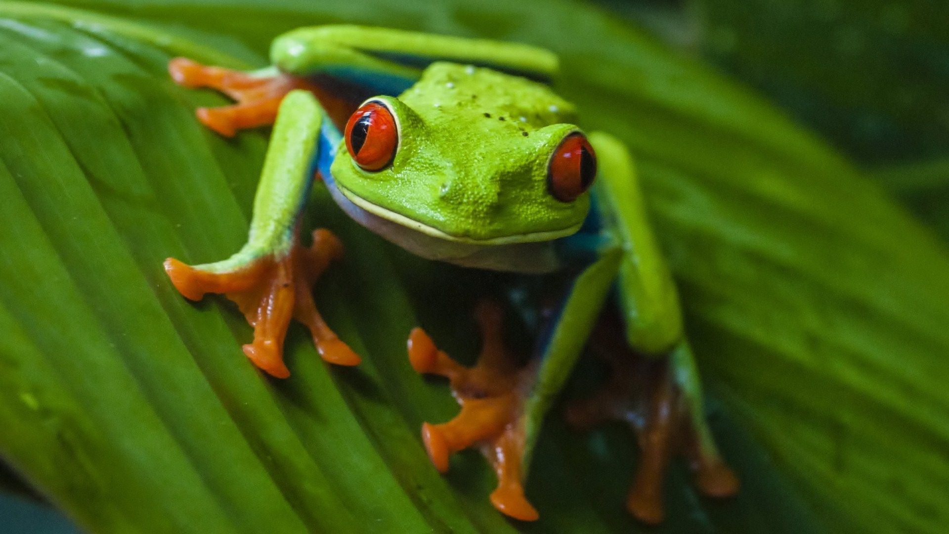 papier peint grenouille,grenouille,rainette,grenouille aux yeux rouges,rainette,crapaud