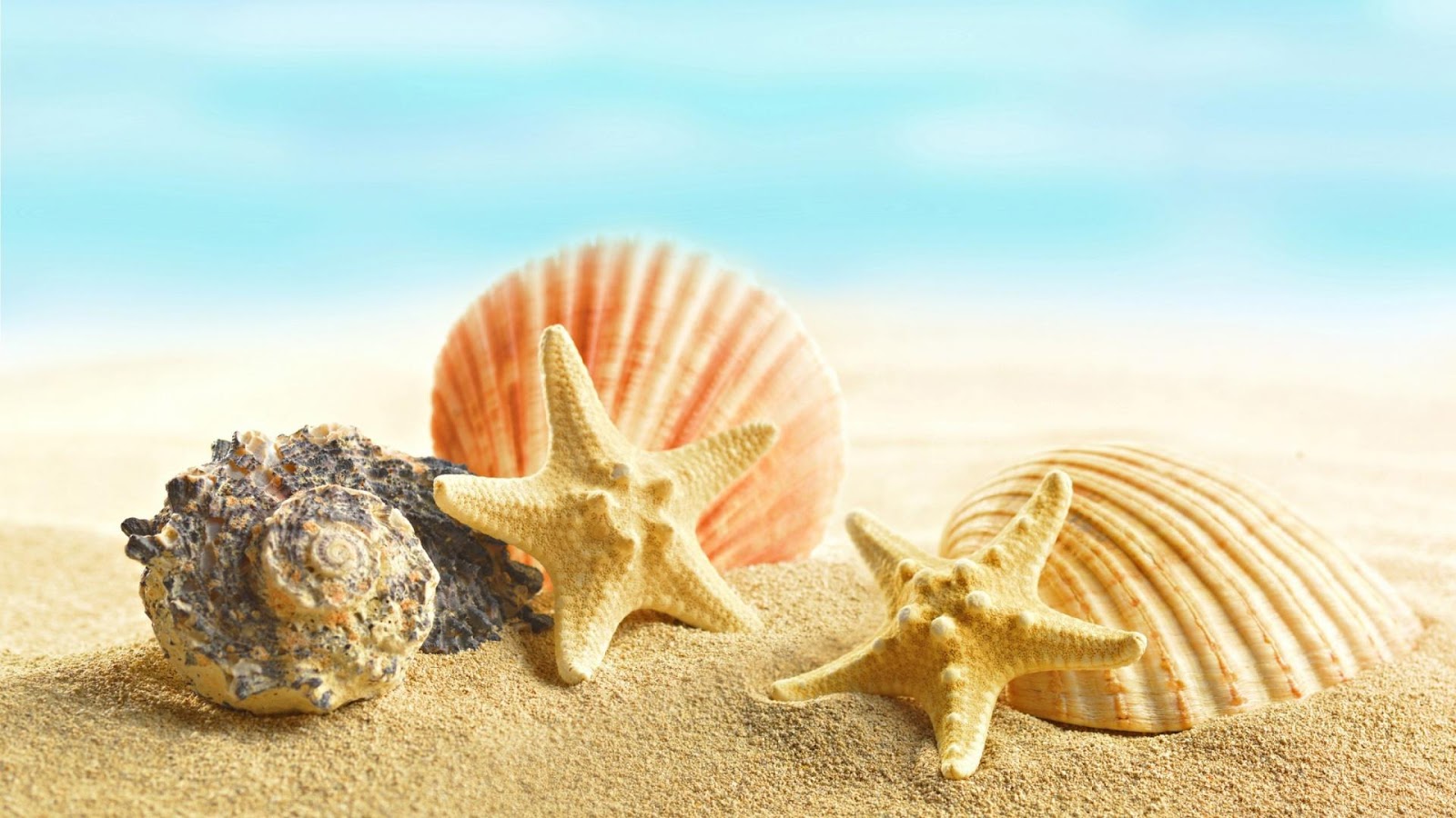 seashell wallpaper,shell,conch,conch,sea snail,organism