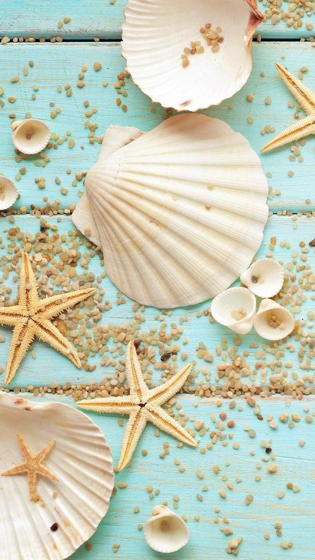 seashell wallpaper,shell,starfish,food,echinoderm,cuisine