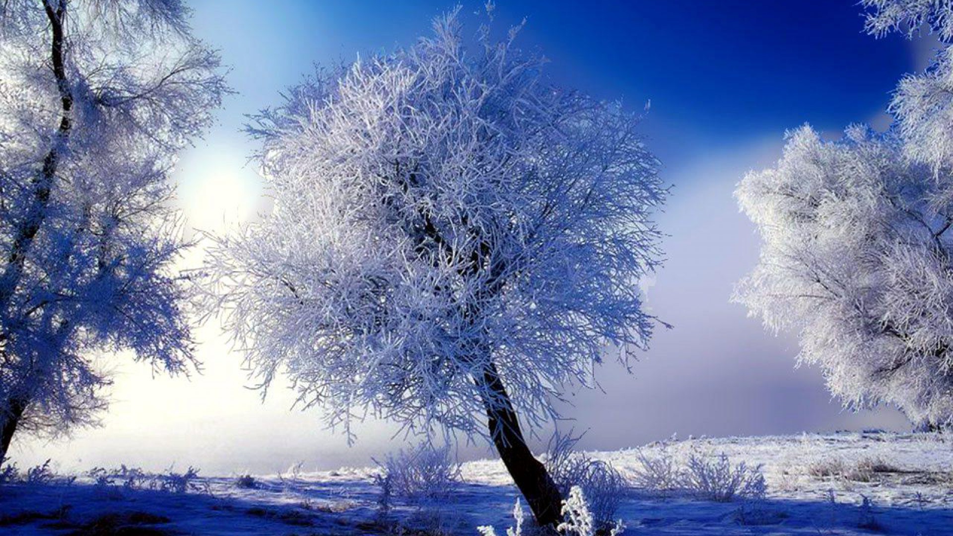 壁紙シーン,空,自然の風景,冬,自然,木