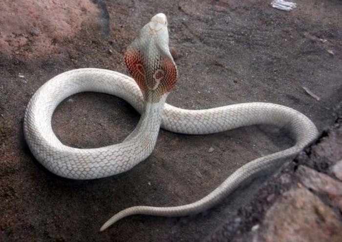 papier peint ular bergerak,serpent,reptile,serpent des blés,serpent brun,serpent