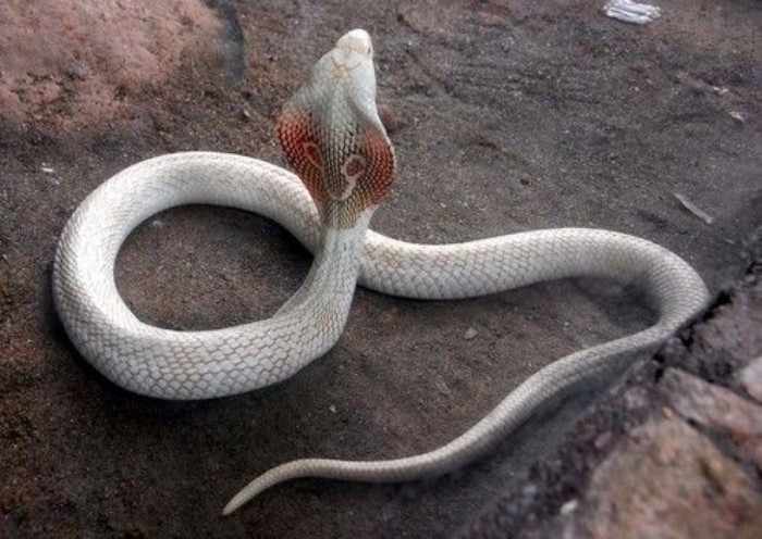 wallpaper ular bergerak,snake,reptile,corn snake,scaled reptile,plains gartersnake