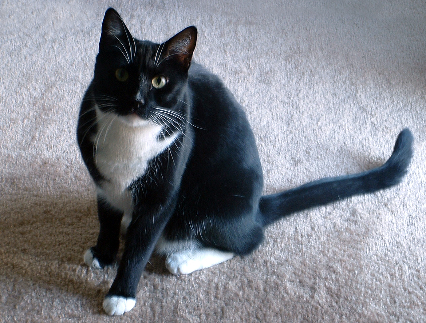 fondo de pantalla ular bergerak,gato,gatos pequeños a medianos,gato negro,felidae,bigotes