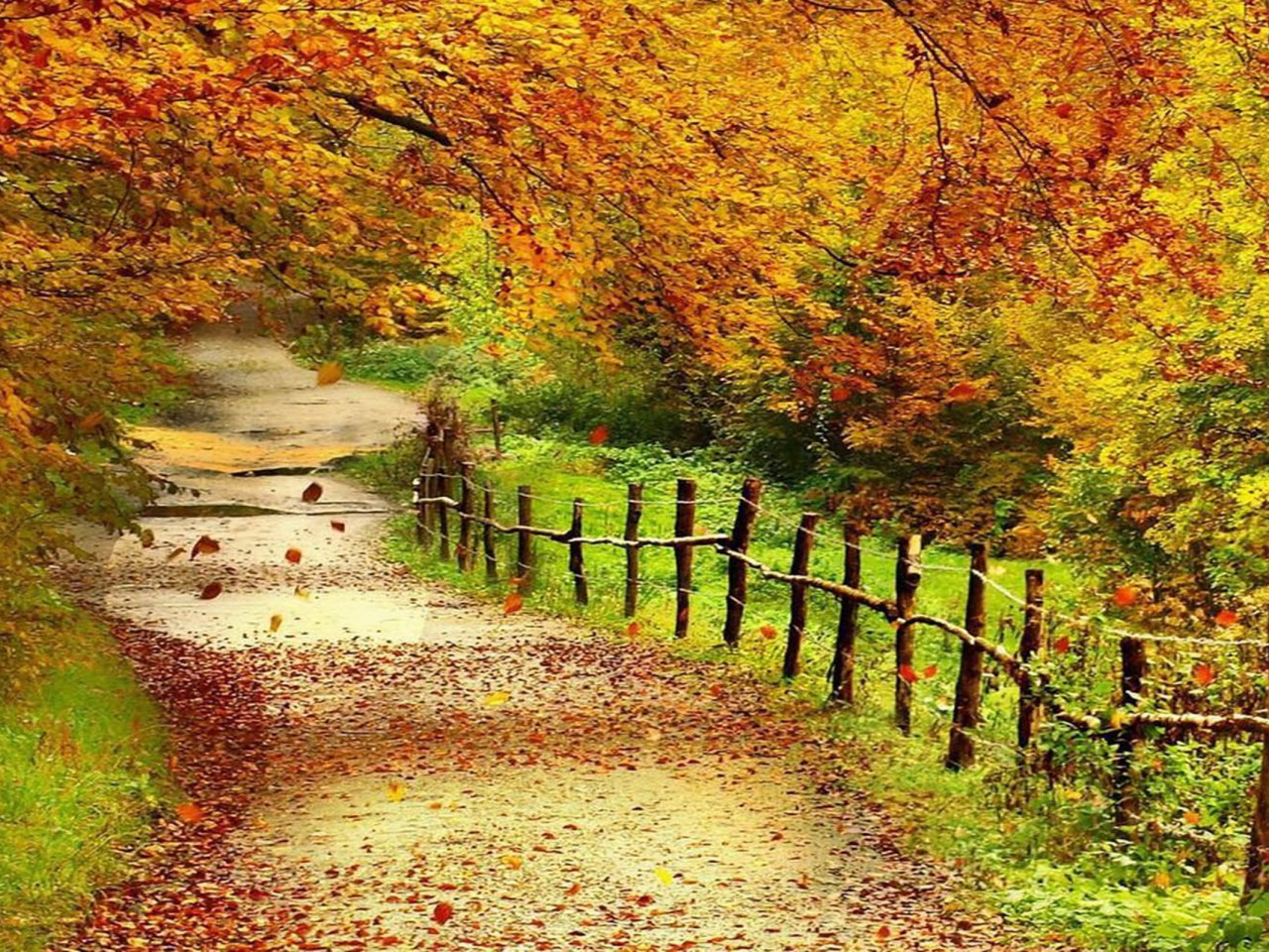 bellissimo sfondo full hd,paesaggio naturale,natura,albero,foglia,autunno