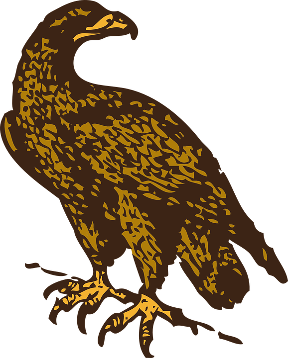 Tapete Ular Bergerak Steinadler Adler Vogel Falke Raubvogel 90165 Wallpaperuse