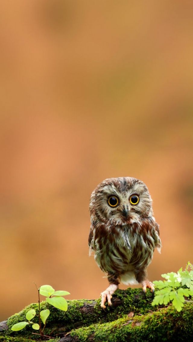 eule wallpaper iphone,eule,vogel,natur,raubvogel,tierwelt