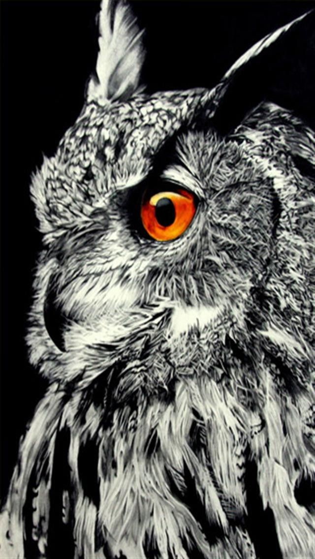 owl wallpaper iphone,owl,vertebrate,bird,bird of prey,eastern screech owl