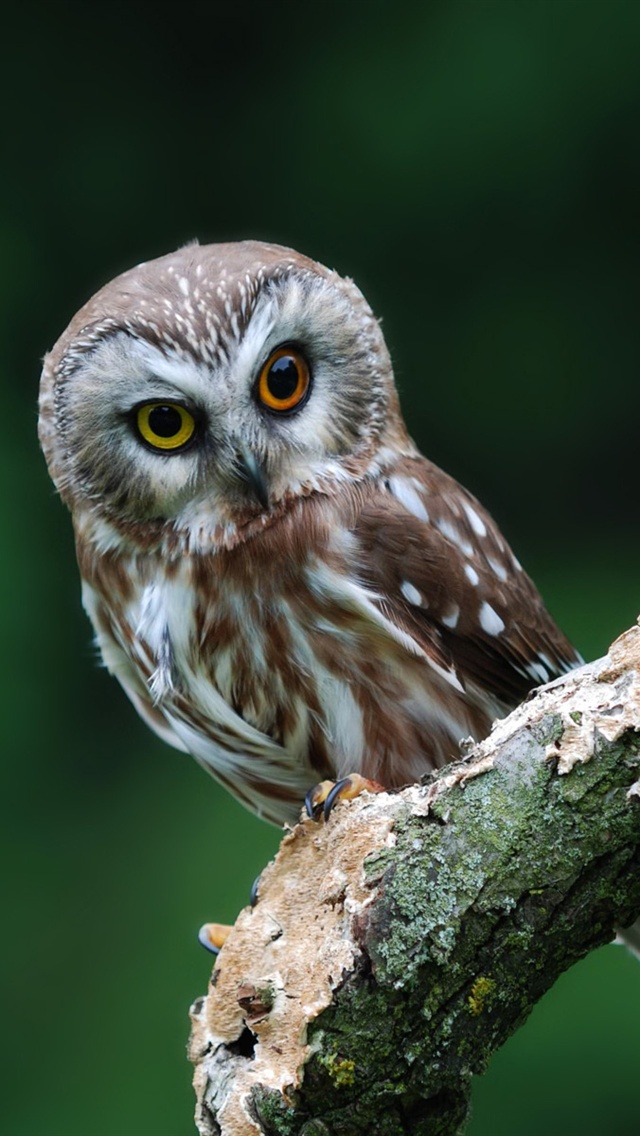 owl wallpaper iphone,owl,bird,vertebrate,western screech owl,bird of prey