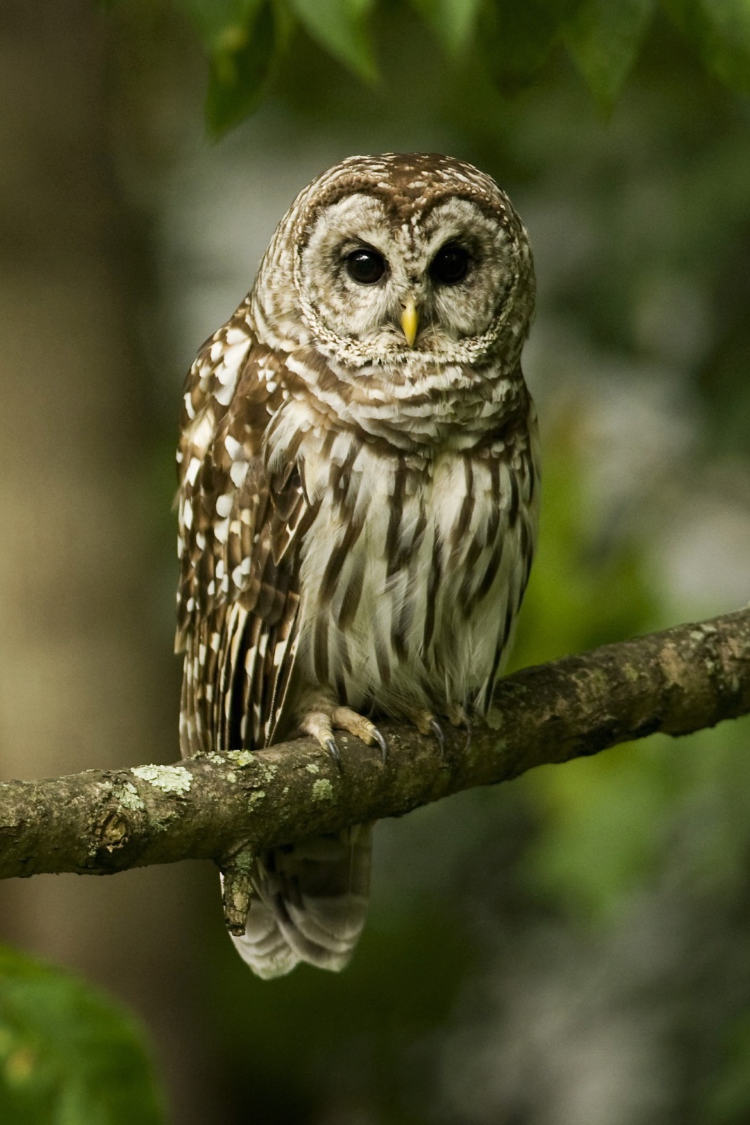owl wallpaper iphone,owl,bird,vertebrate,bird of prey,western screech owl