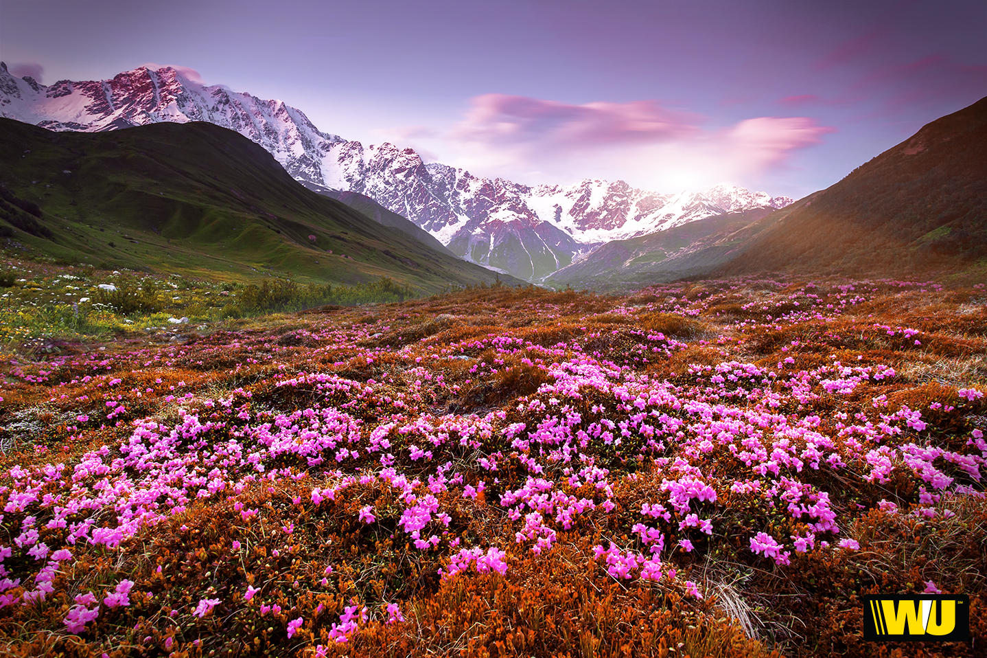 春の壁紙のhd,自然,自然の風景,花,山,野草