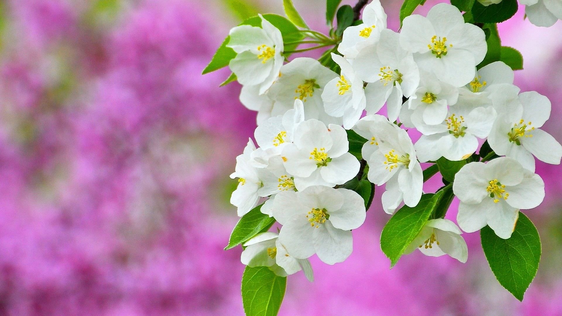 春の壁紙のhd,花,開花植物,工場,白い,花弁